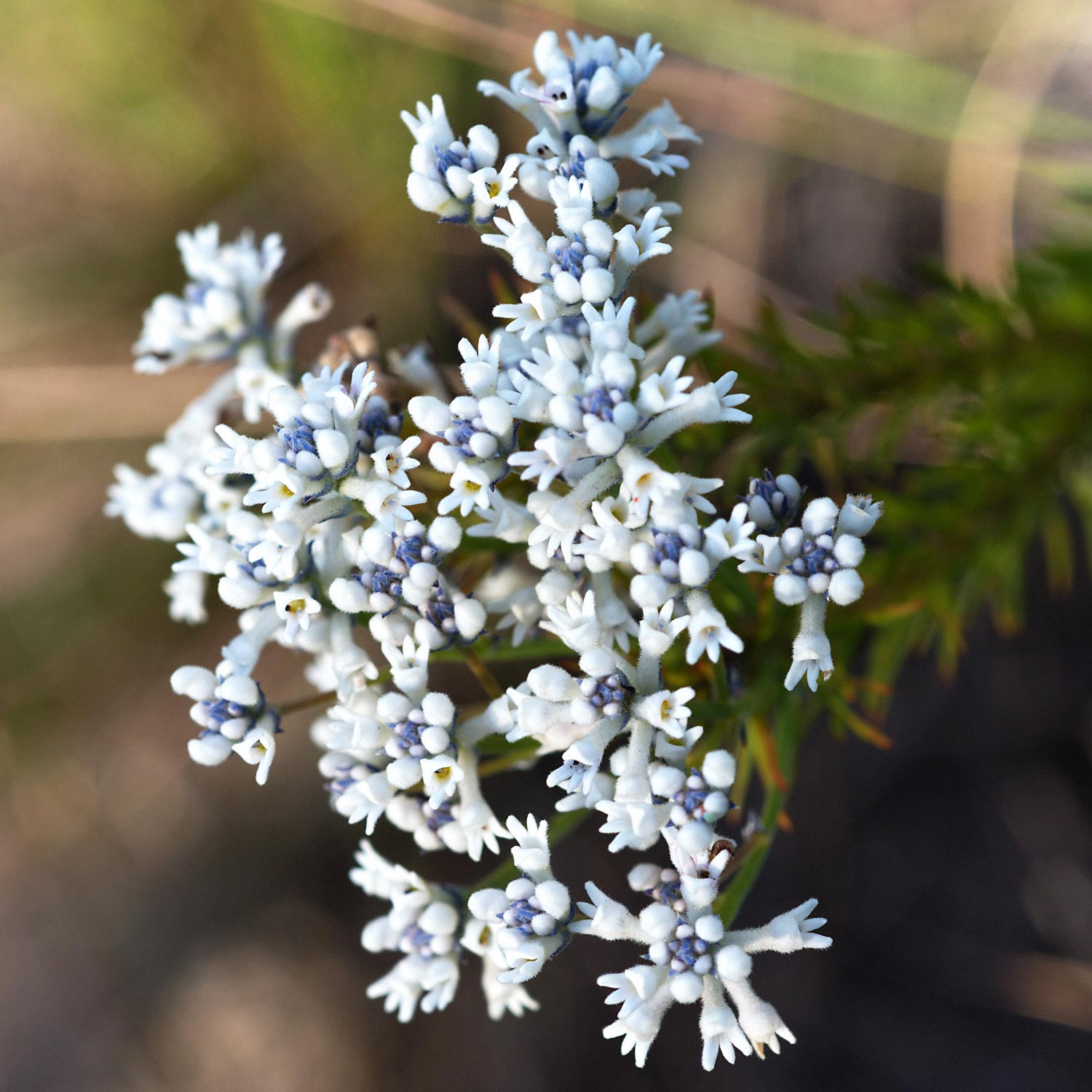 Warren-Hinder-LR-Purple-White-Flowers-Wentworth-Falls.jpg