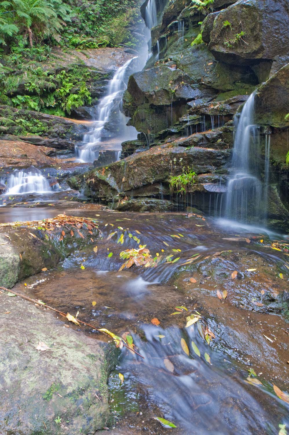 Warren-Hinder-LR-Valley-Waters-Sylvia-leaf-flow.jpg