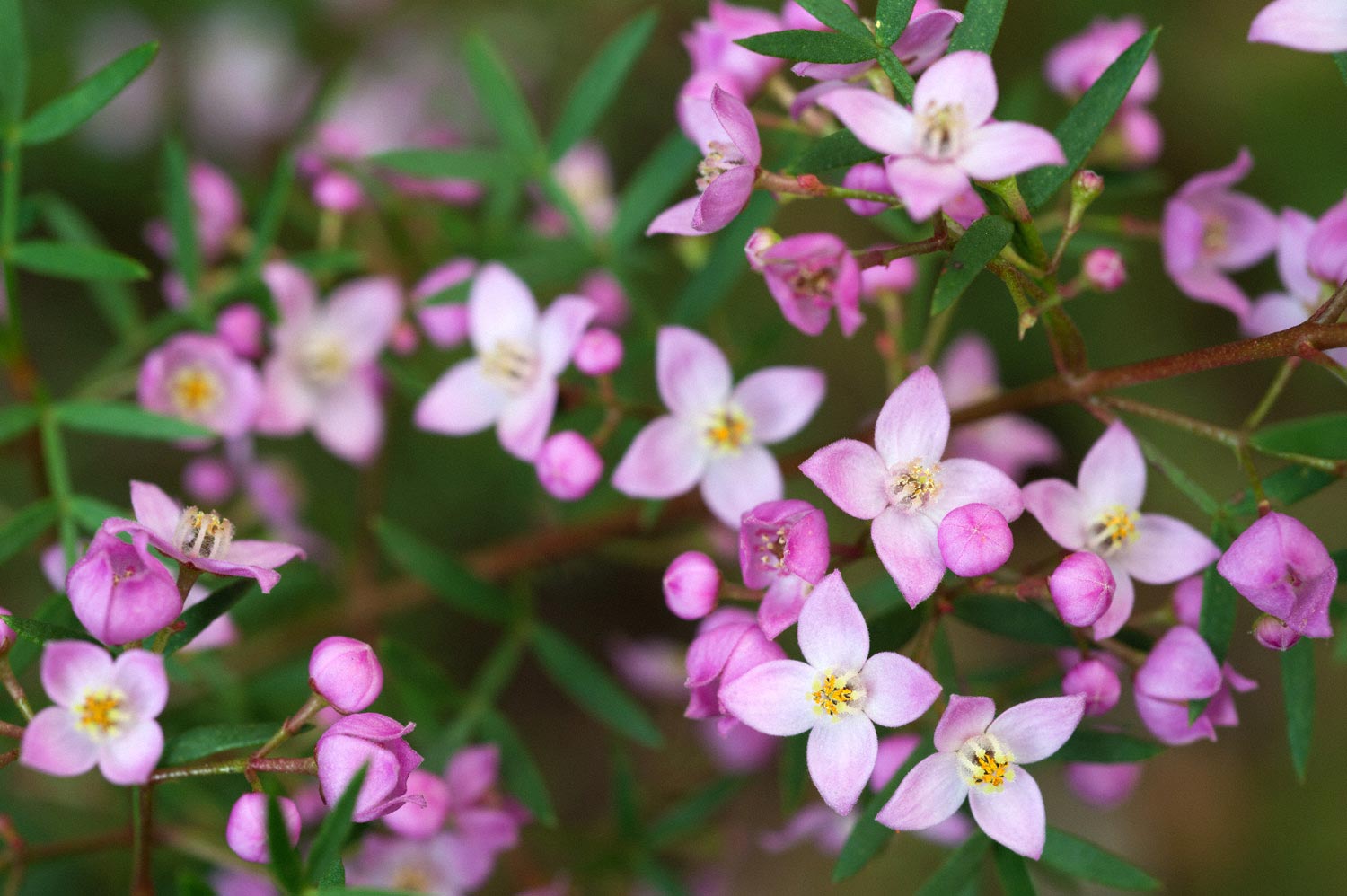 Warren-Hinder-LR-purple.Flowers.Wentworth.Falls.jpg