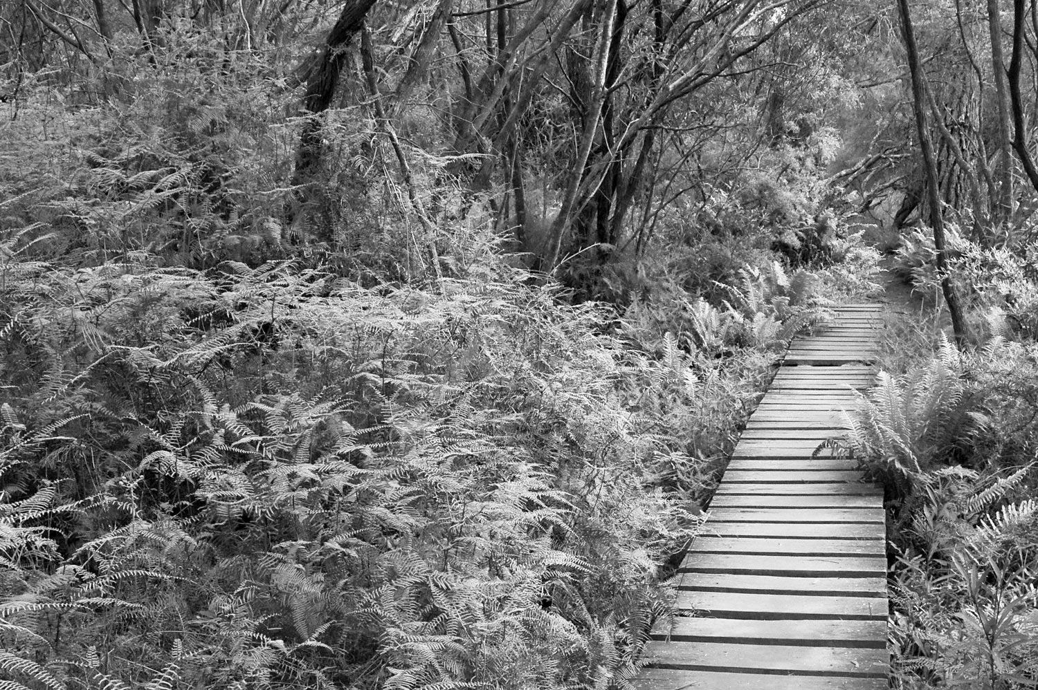 Warren-Hinder-LR-BW-Charles-Darwin-Walk-wooden-path.jpg