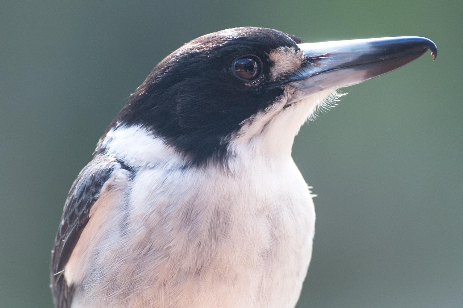 Warren-Hinder-Butcher-Bird-Wentworth-Falls.jpg