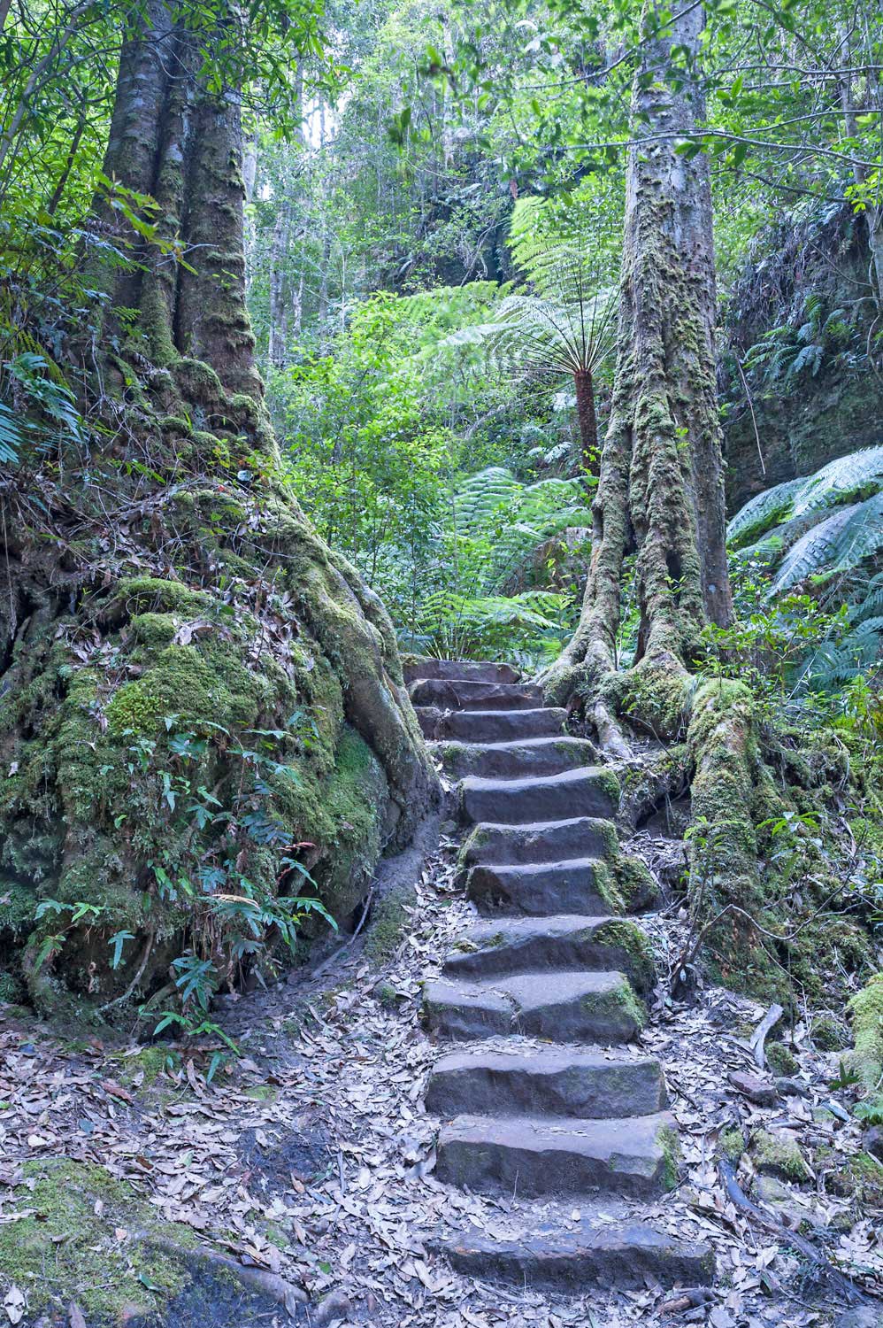 Warren-Hinder-LR-Stairs-in-Rainforest-Grand-Canyon.jpg