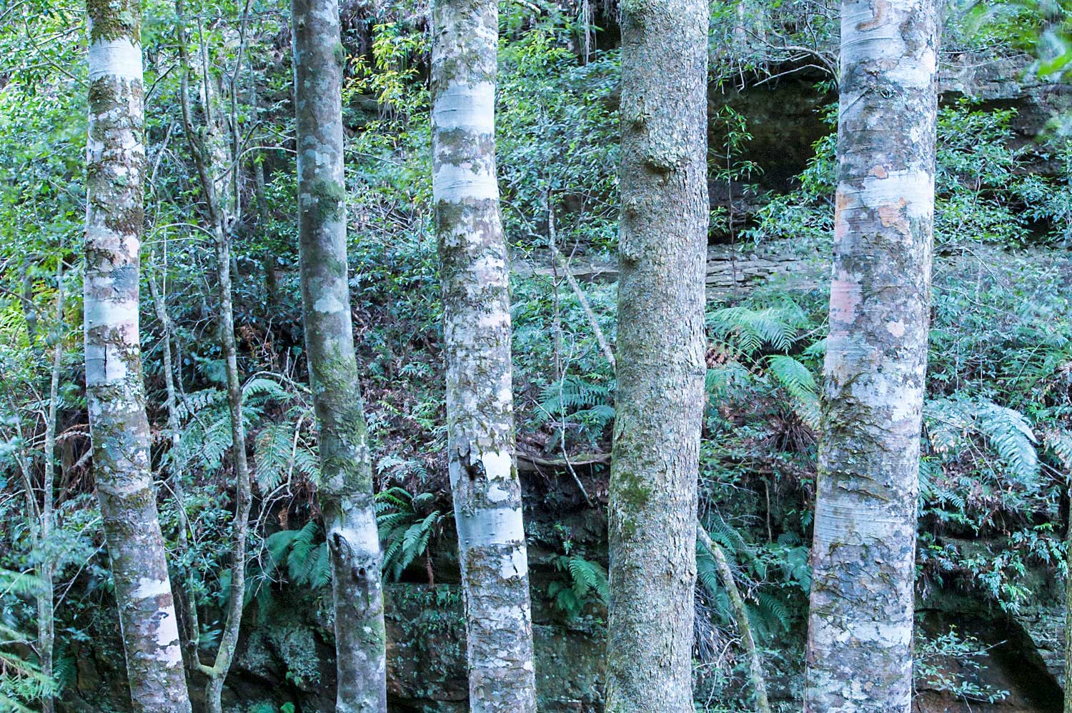 Warren-Hinder-LR-Rainforest-Trees-at-size-master.jpg