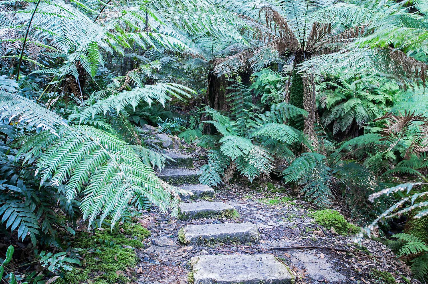 Warren-Hinder-LR-Fern-and-Path-Detail--Grand-Canyon-Circuit.jpg