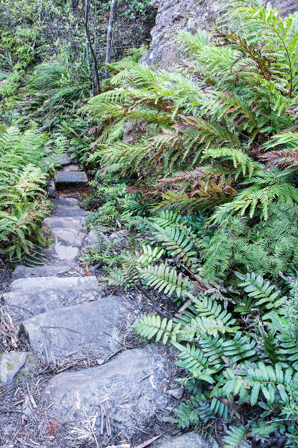 Warren-Hinder-LR-Path-Detail-and-fern-Grand-Canyon-Circuit.jpg