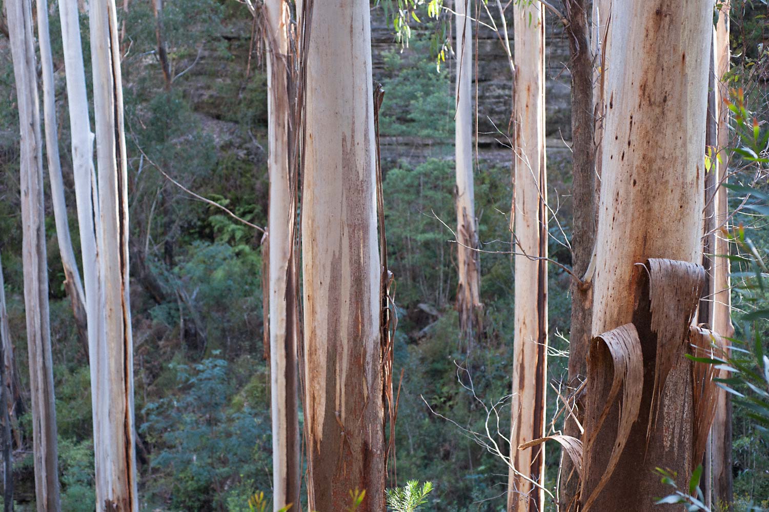 Warren-Hinder-LR-Tree-Detail-Grand-canyon.jpg