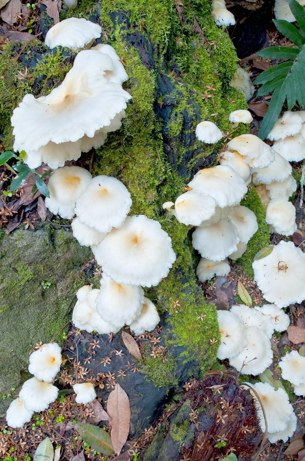 Warren-Hinder-LR-Rainforest-Fungi-dancing-Furber.jpg