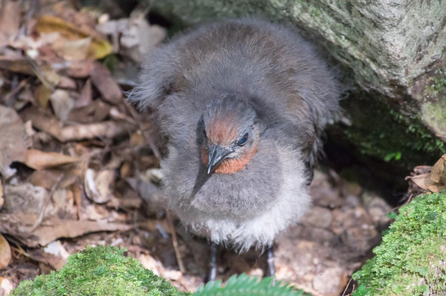 Warren-Hinder-LR-Lyrebird-chick.jpg