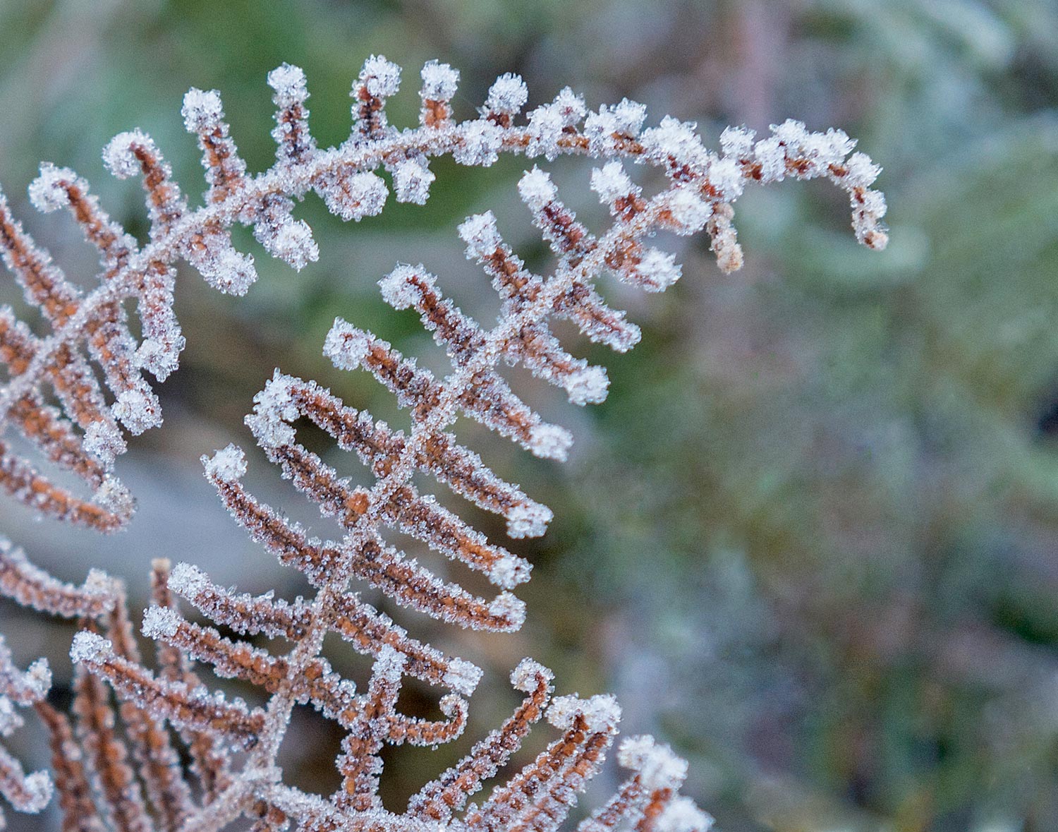 Warren-Hinder-LR-Fern-and-Frost.jpg