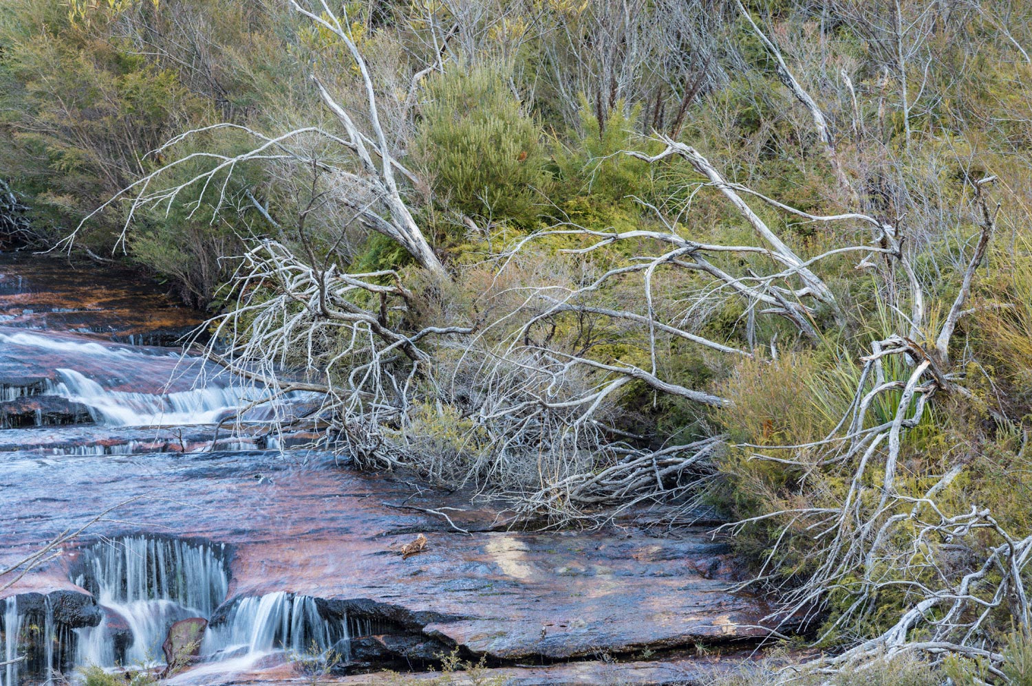 Warren-Hinder-LR-Upper-Minni-Ha-Ha-Dead-Trees-after-bush-fires.jpg