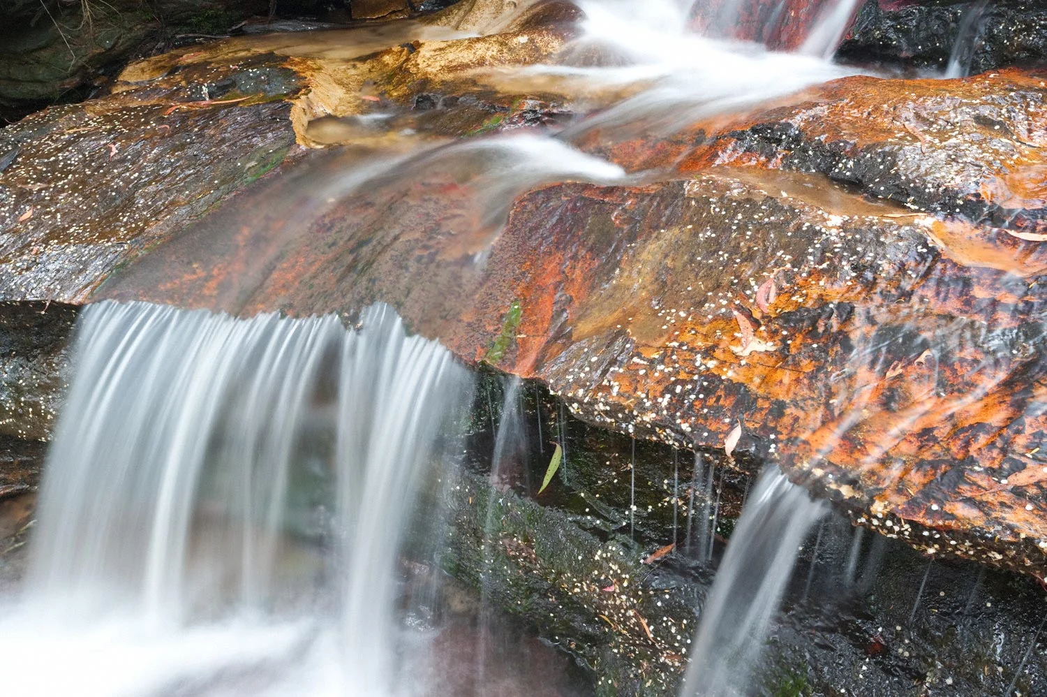 Warren-Hinder-LR-Minni-Ha-Ha-Blossoms-in-stream.jpg
