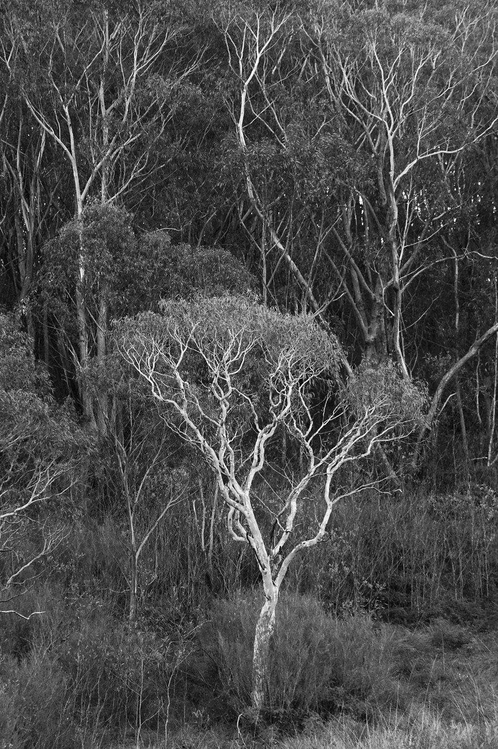 Warren-Hinder-LR-Gum-trees-Minni-Ha-Ha.jpg