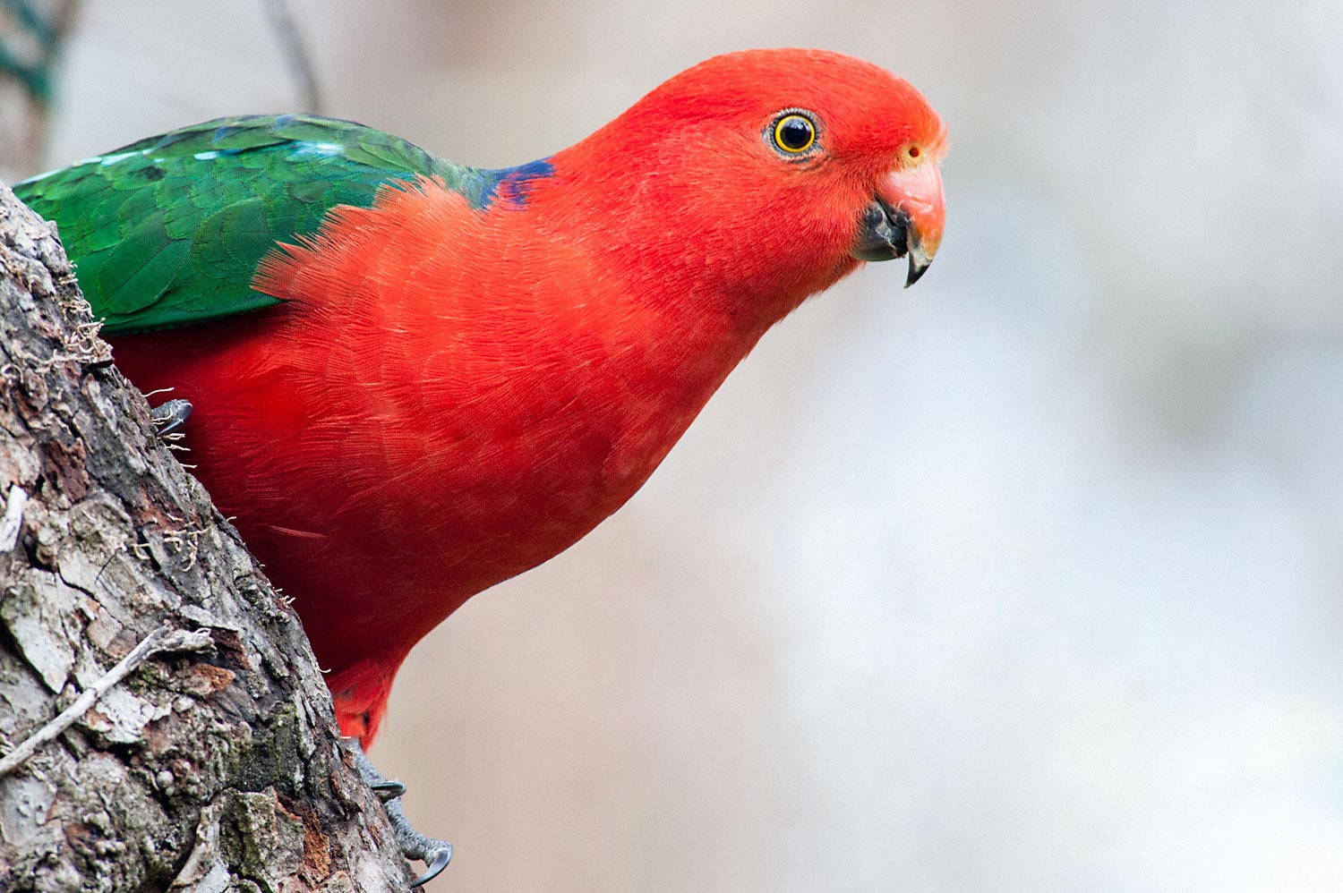 Warren-Hinder-LR-King-Parrot.jpg