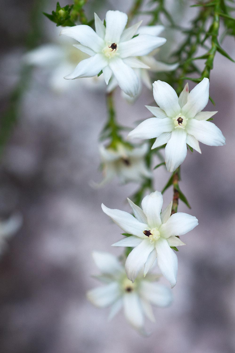 Warren-Hinder-LR-Flowers-Three-Sisters-Katoomba_.jpg