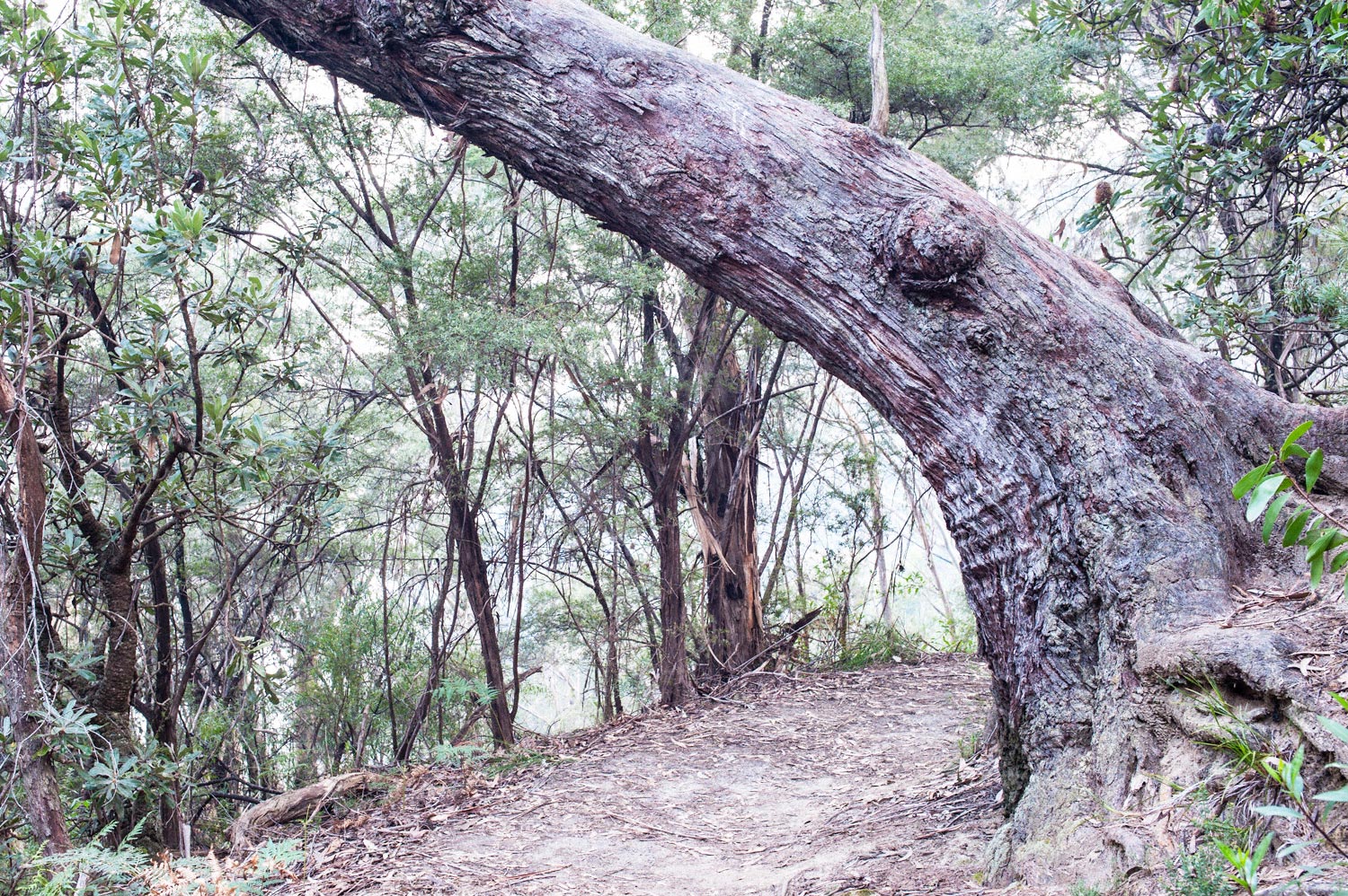 Warren-Hinder-LR-Tree-Bough-over-Path-Prince-Henry.jpg