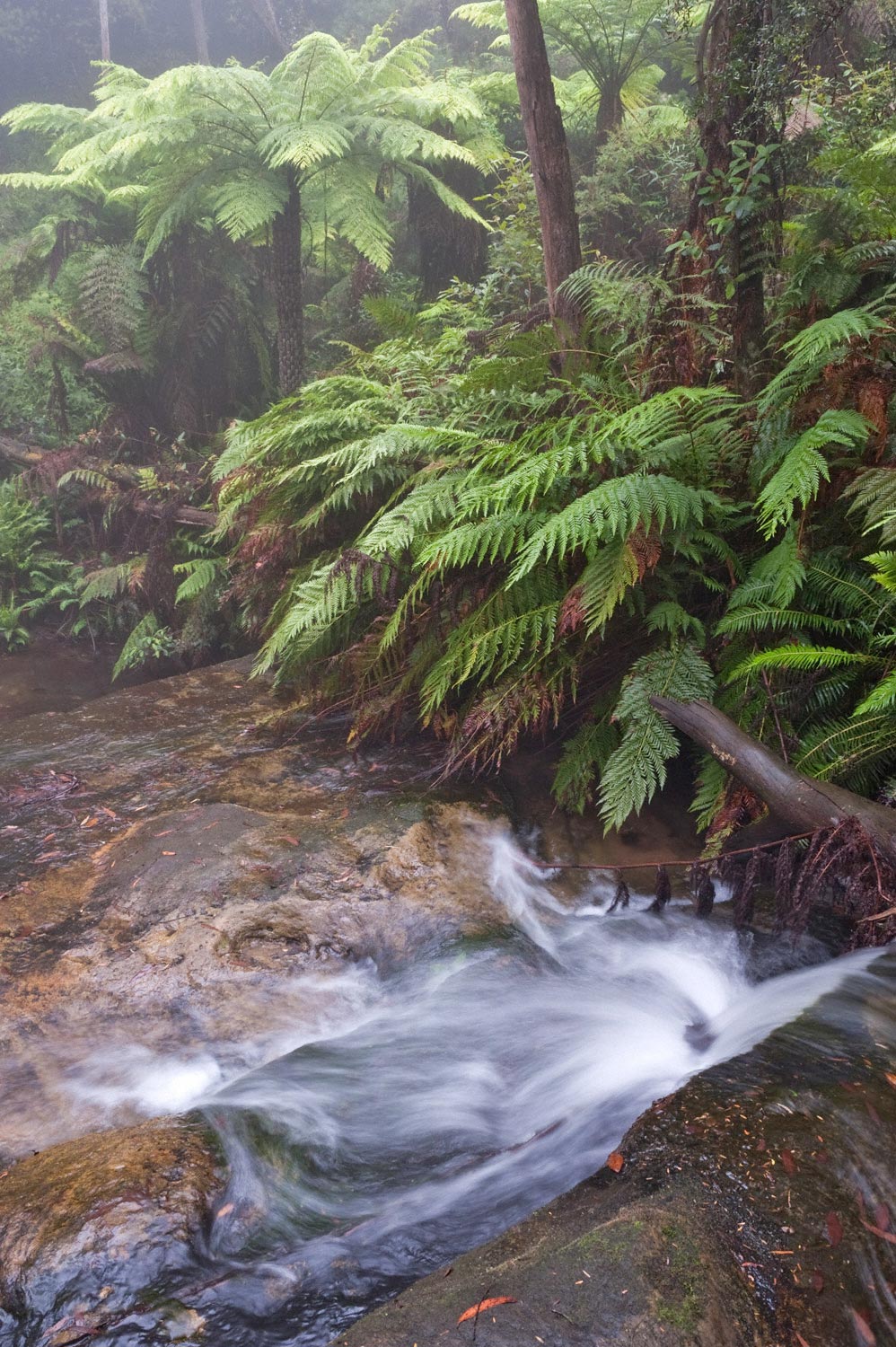 Warren-Hinder-Ferns-Stream-Edge-Mist-Leura-Cascades.jpg