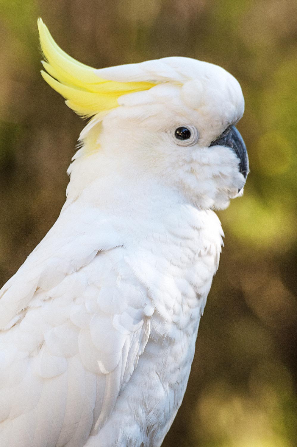 Warren-Hinder-Cockatoo-Leura-Cascades-Area.jpg