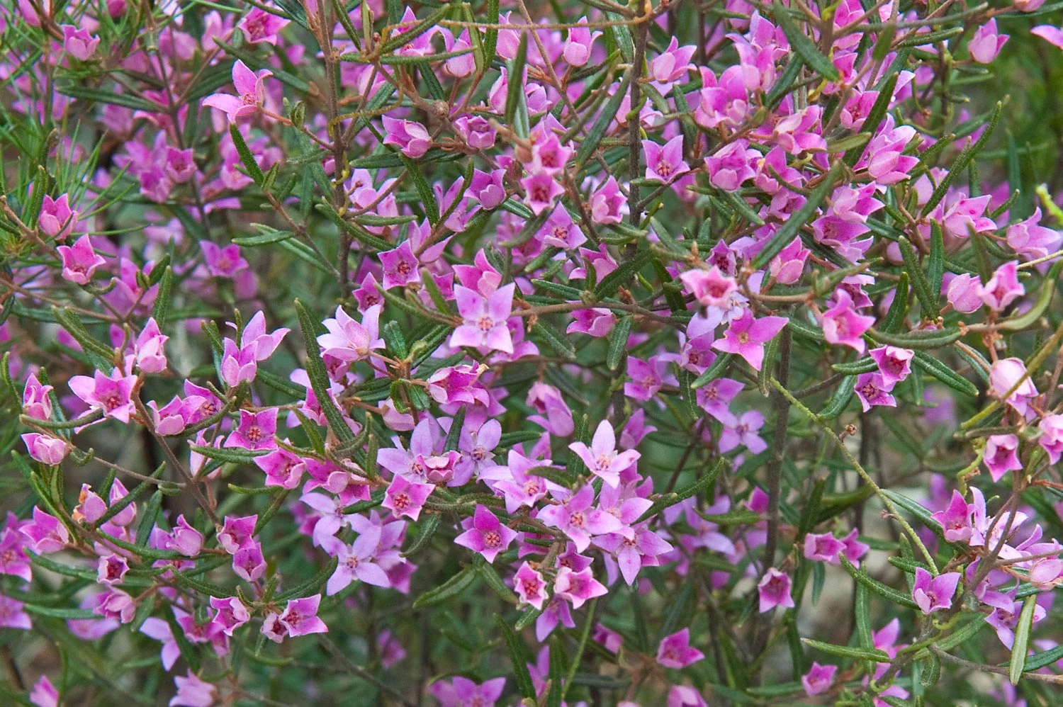 Warren-Hinder-LR-Boronia-Mt-Hay.jpg