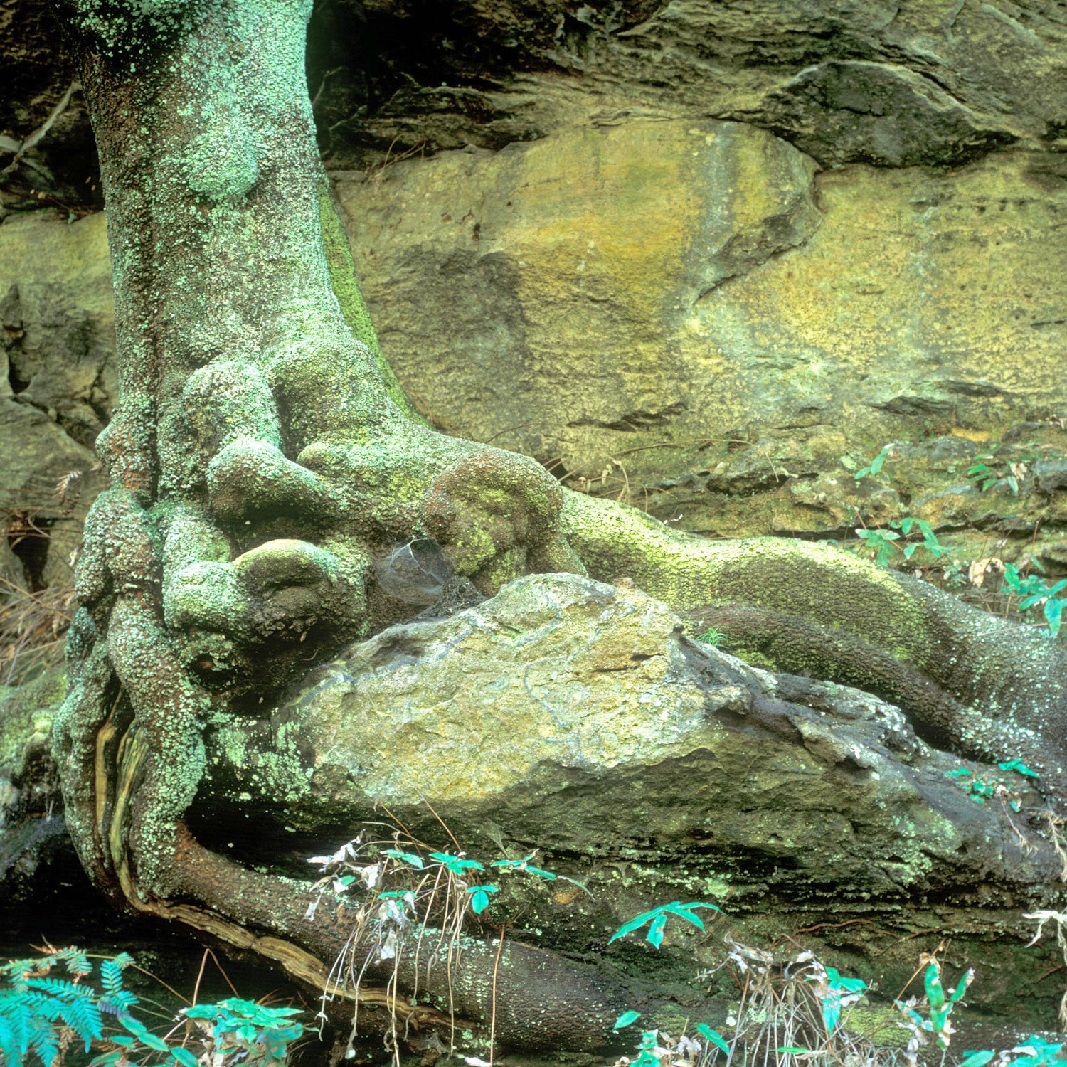 Warren-Hinder-Glowing-Tree-Rain-Forest-Leura.jpg