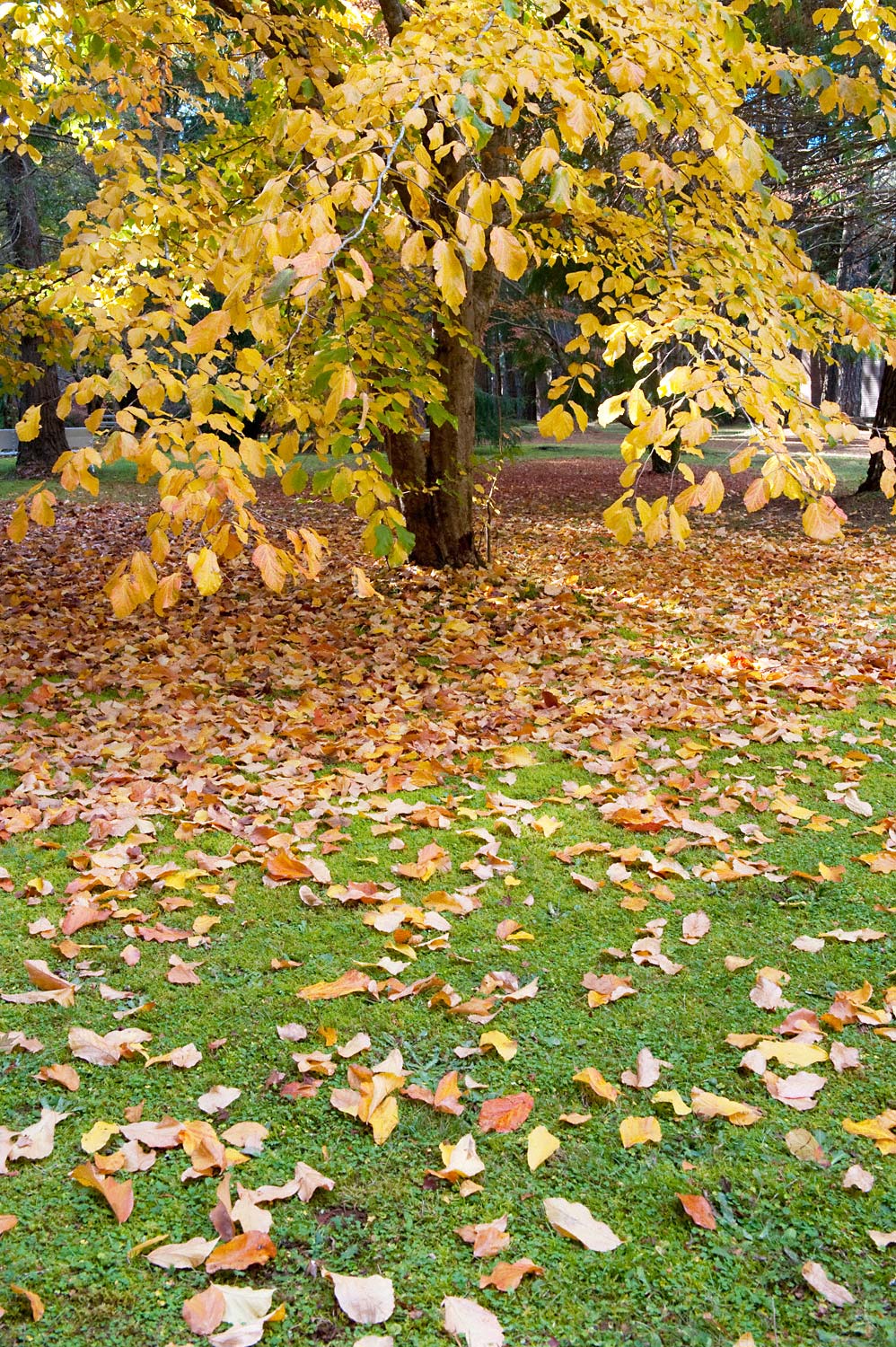 Warren-Hinder-LR-Leaf-colour-garden.jpg