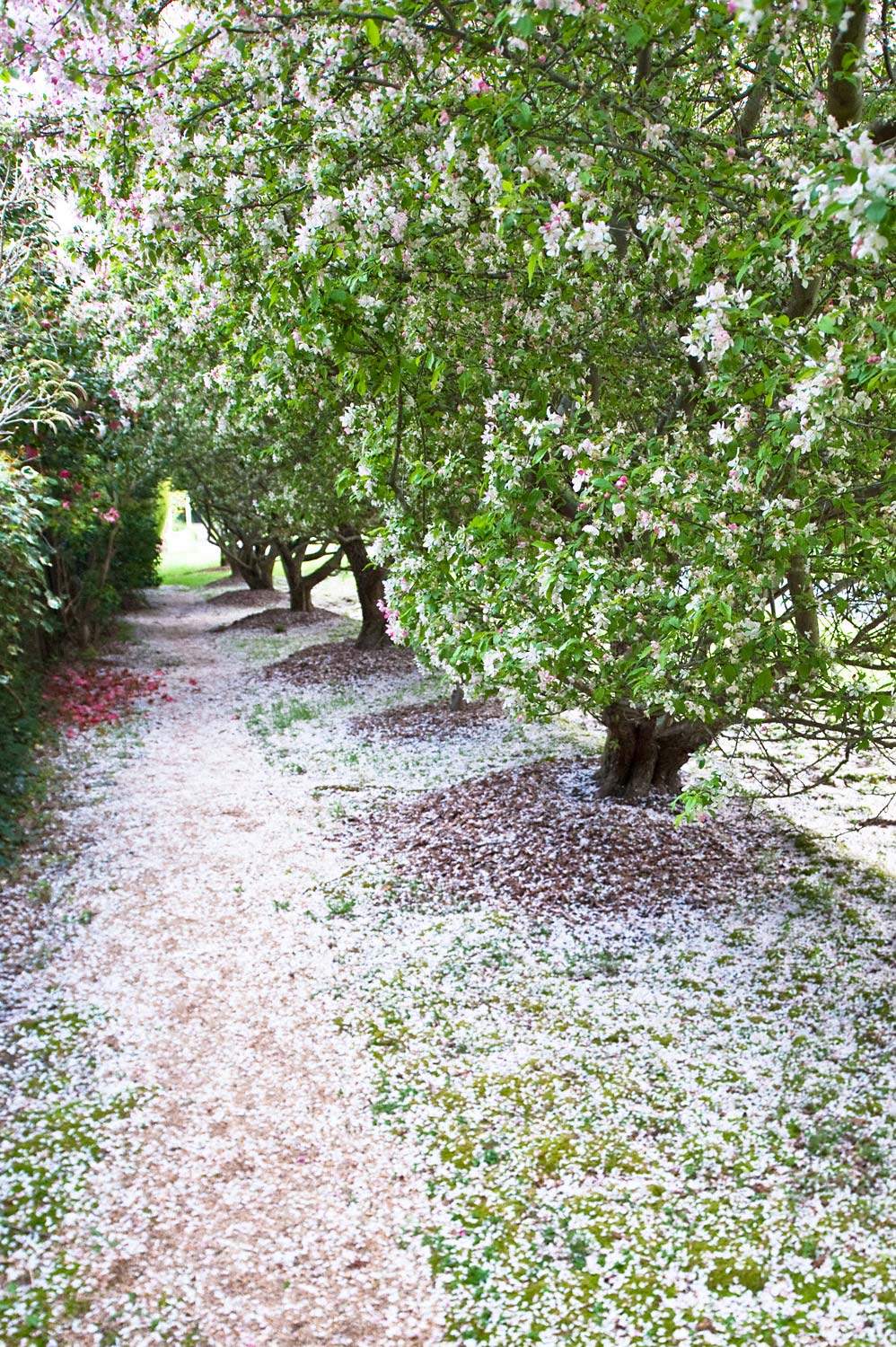 Warren-Hinder-LR-Apple-blossoms-on-street.jpg