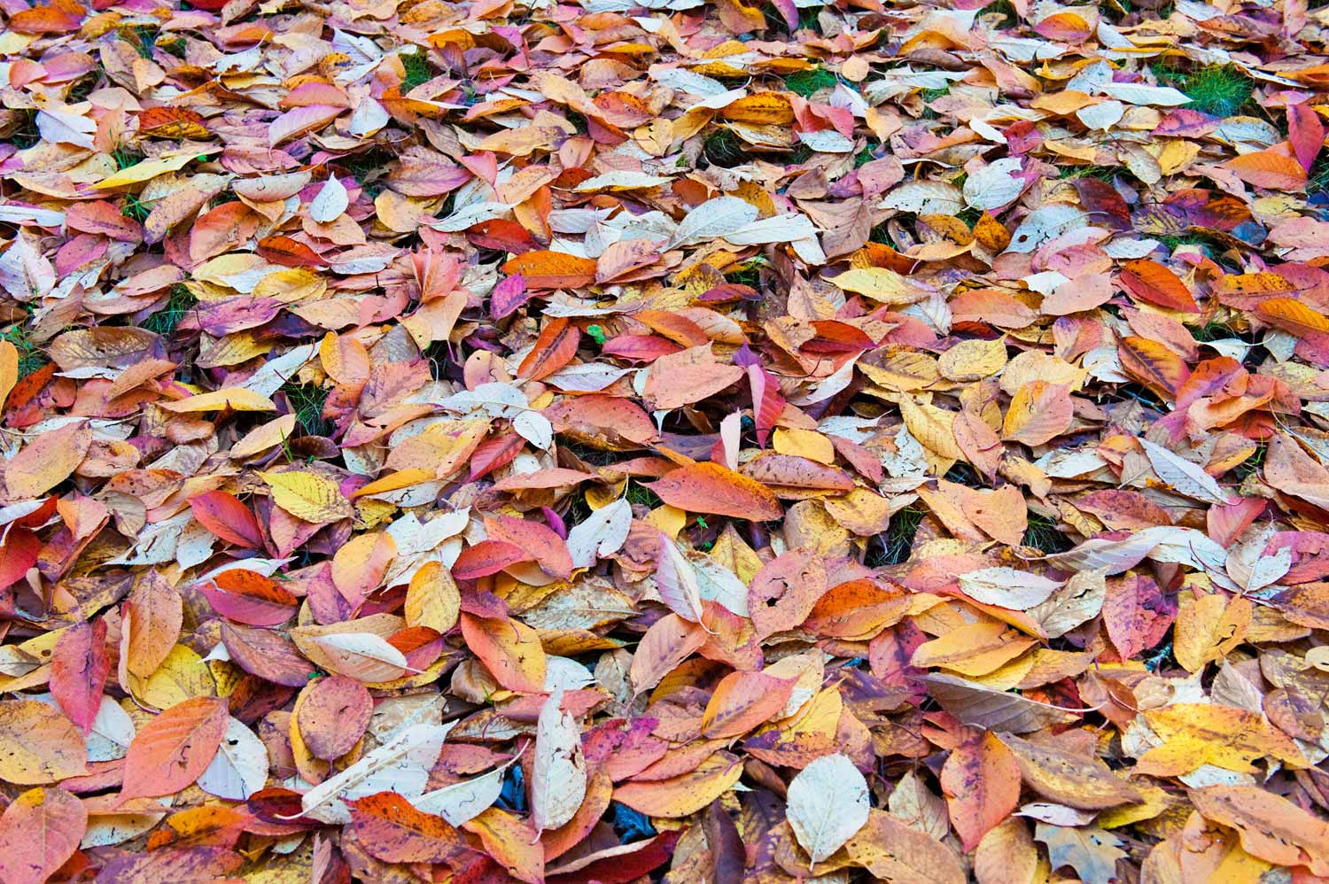 Warren-Hinder-LR-Autumn-Carpet.jpg