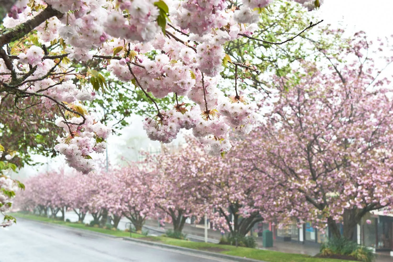 Warren-Hinder-LR-Cherry-Blossoms-Leura.jpg