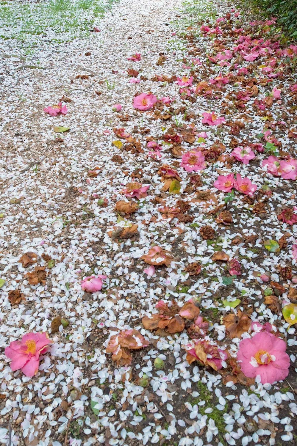 Warren-Hinder-LR-Blossom-Pathway-Leura.jpg