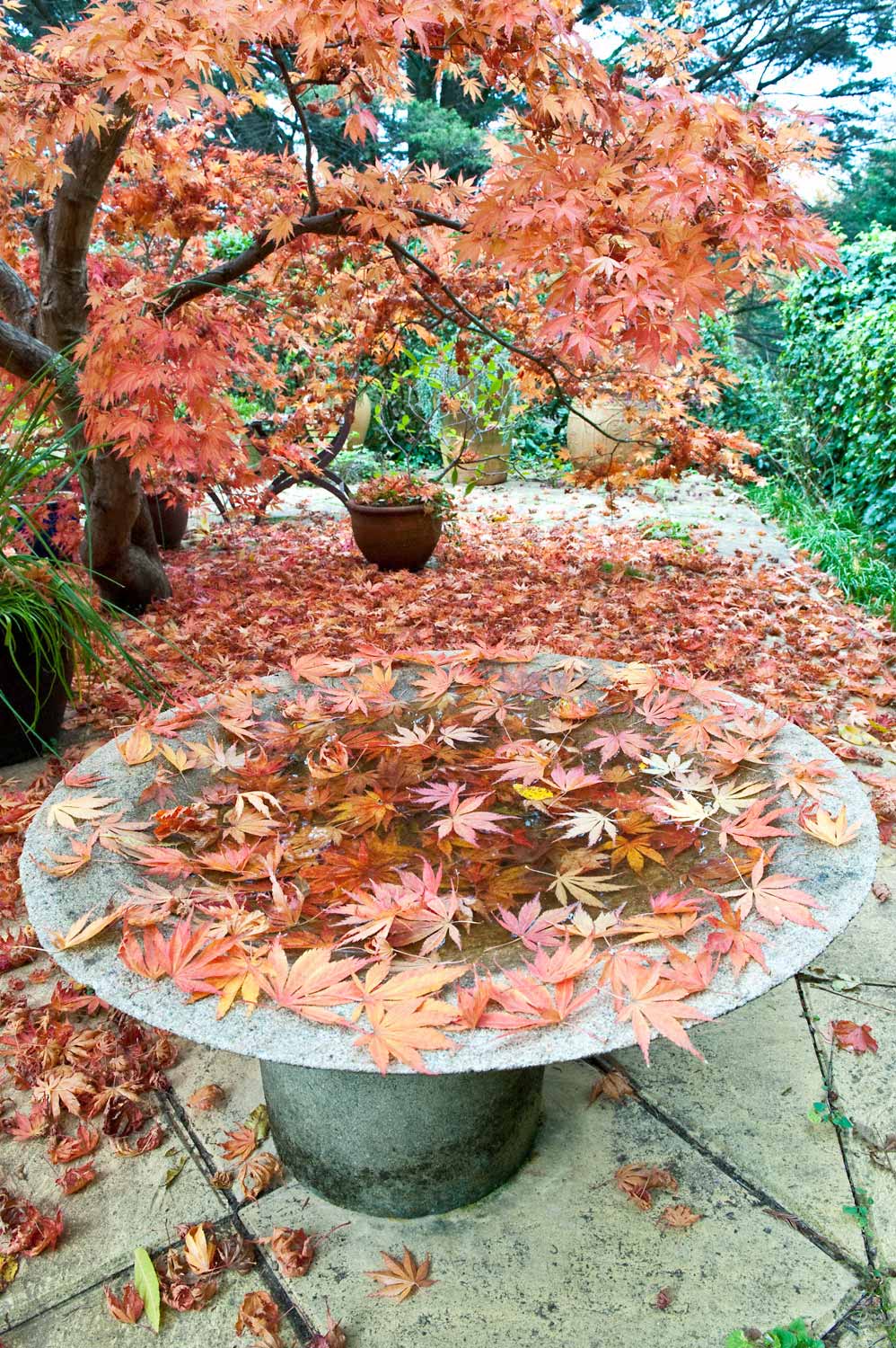 Warren-Hinder-LR-Autumn-garden-Leura.jpg