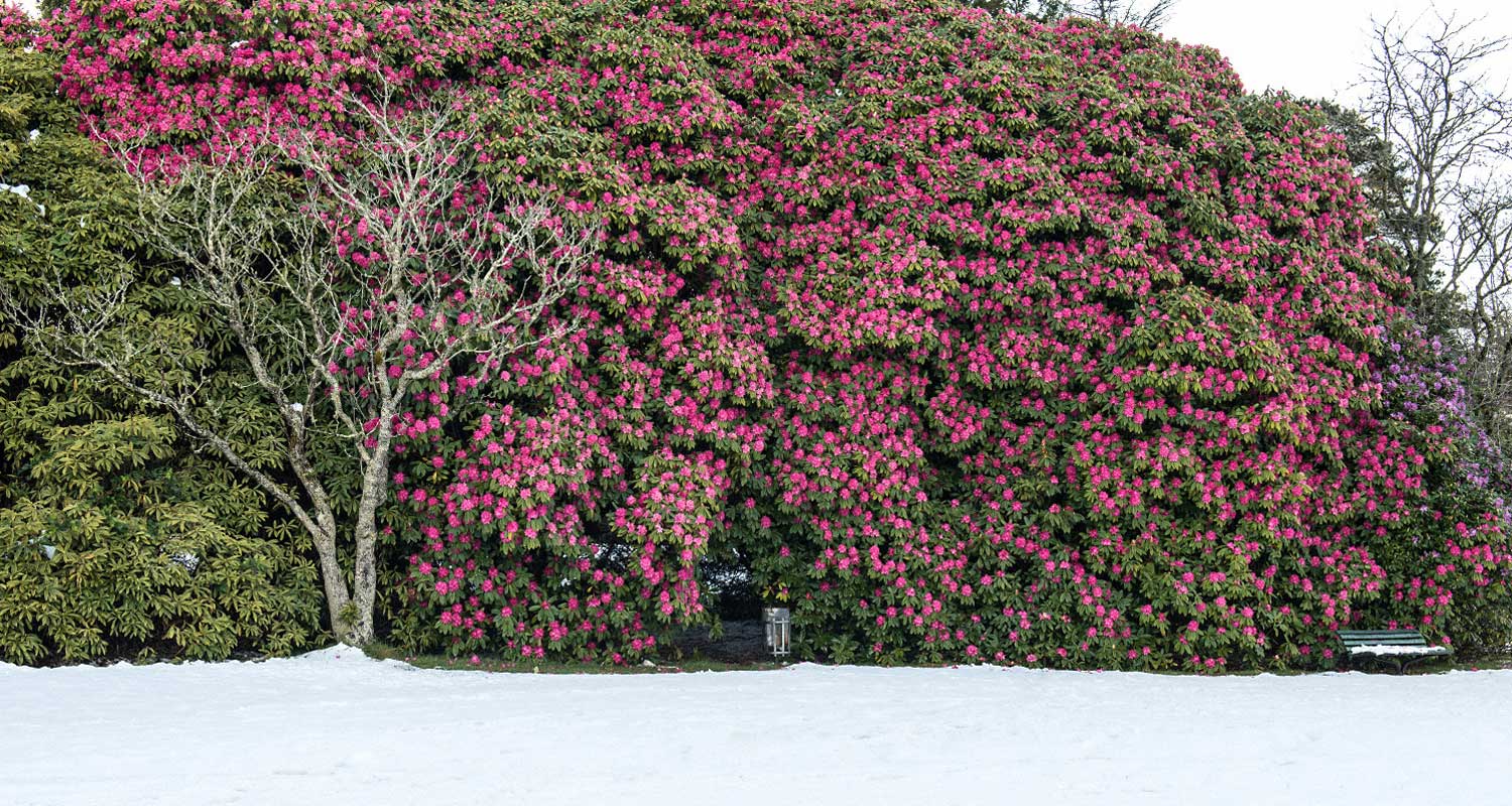 October Snow Blackheath