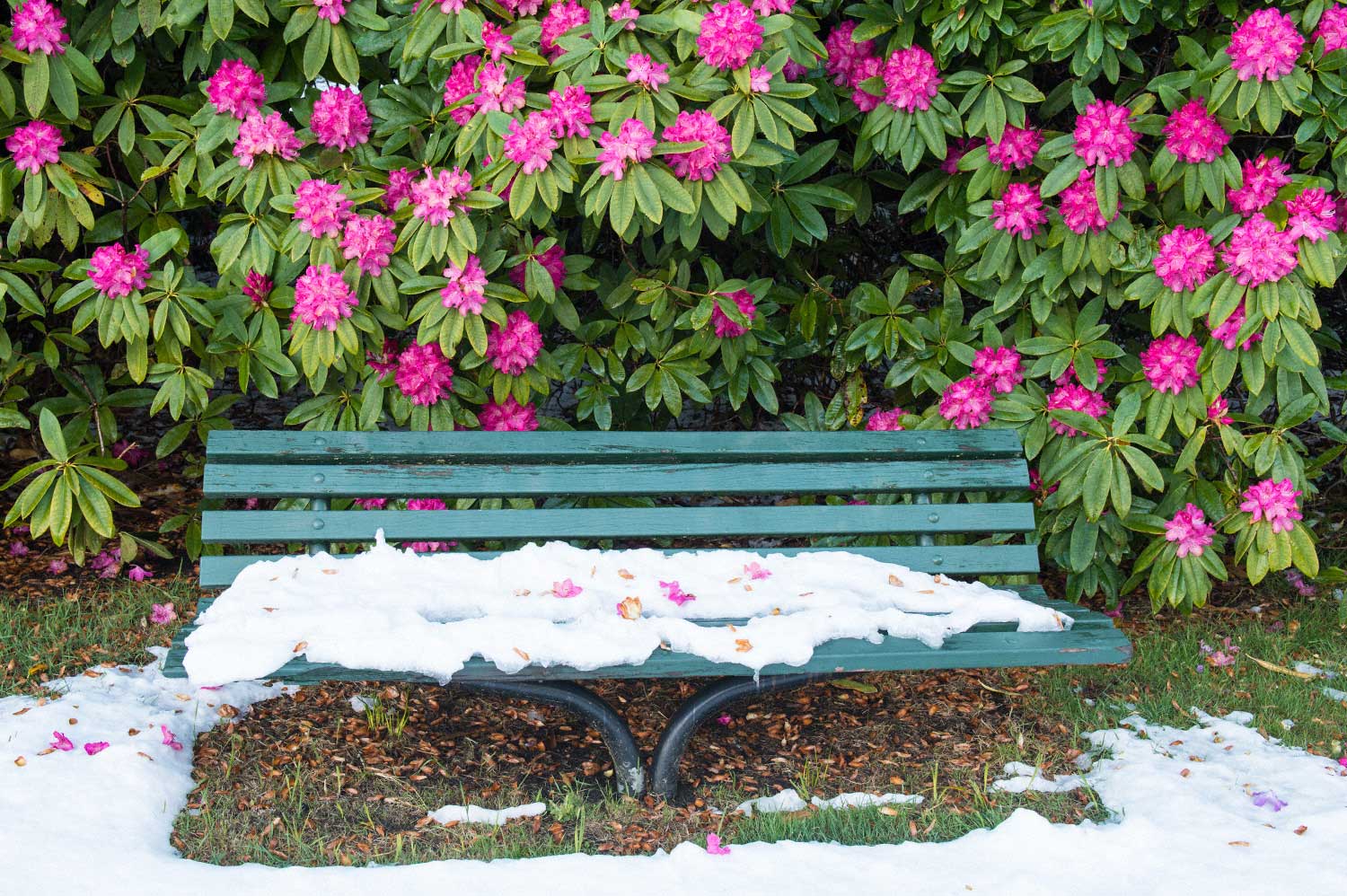 Warren-Hinder-LR-Rhododendron-flowers-Spring-Snow-Bench.jpg