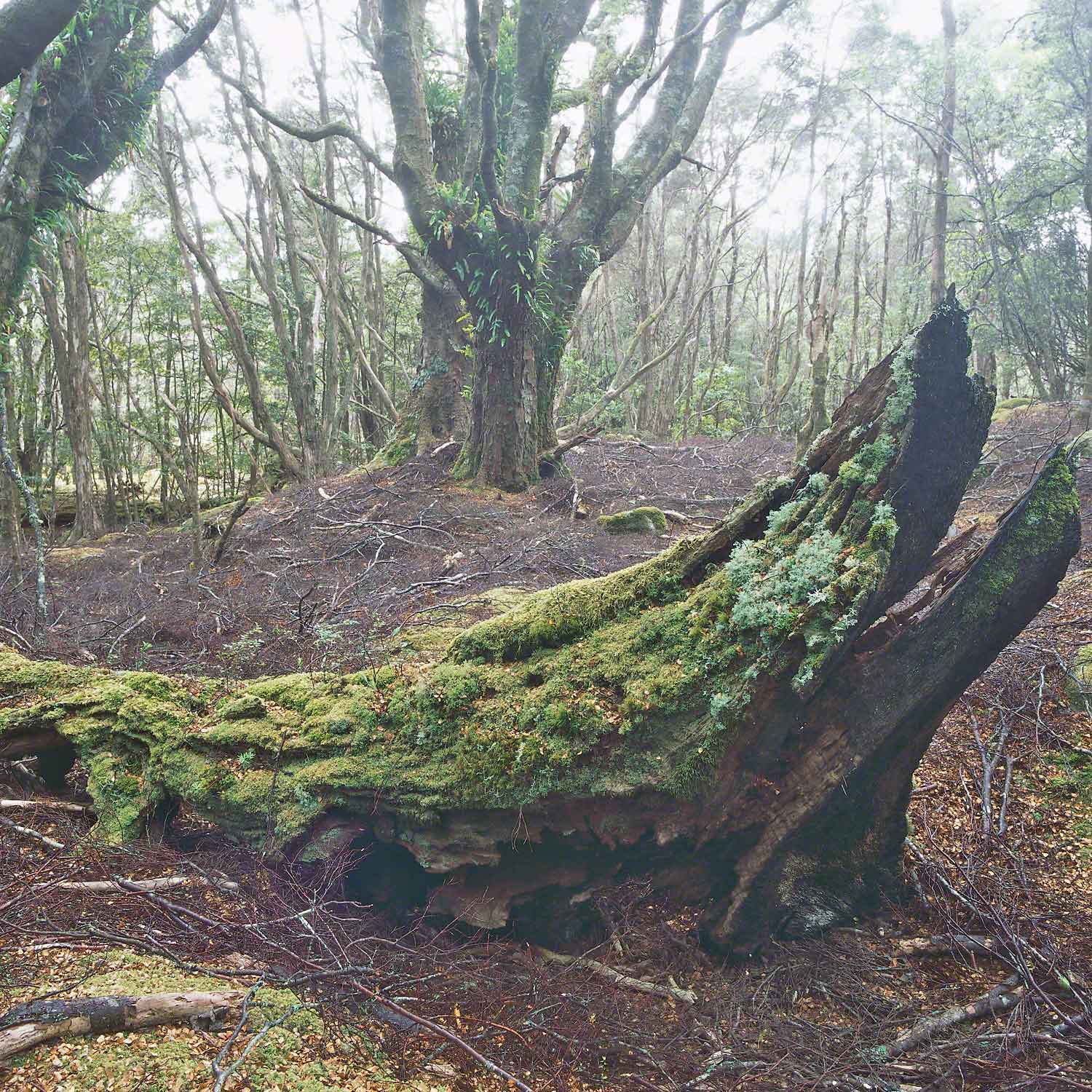 Warren-Hinder-LR-Beech-Forest-Nth--East-Tas.jpg