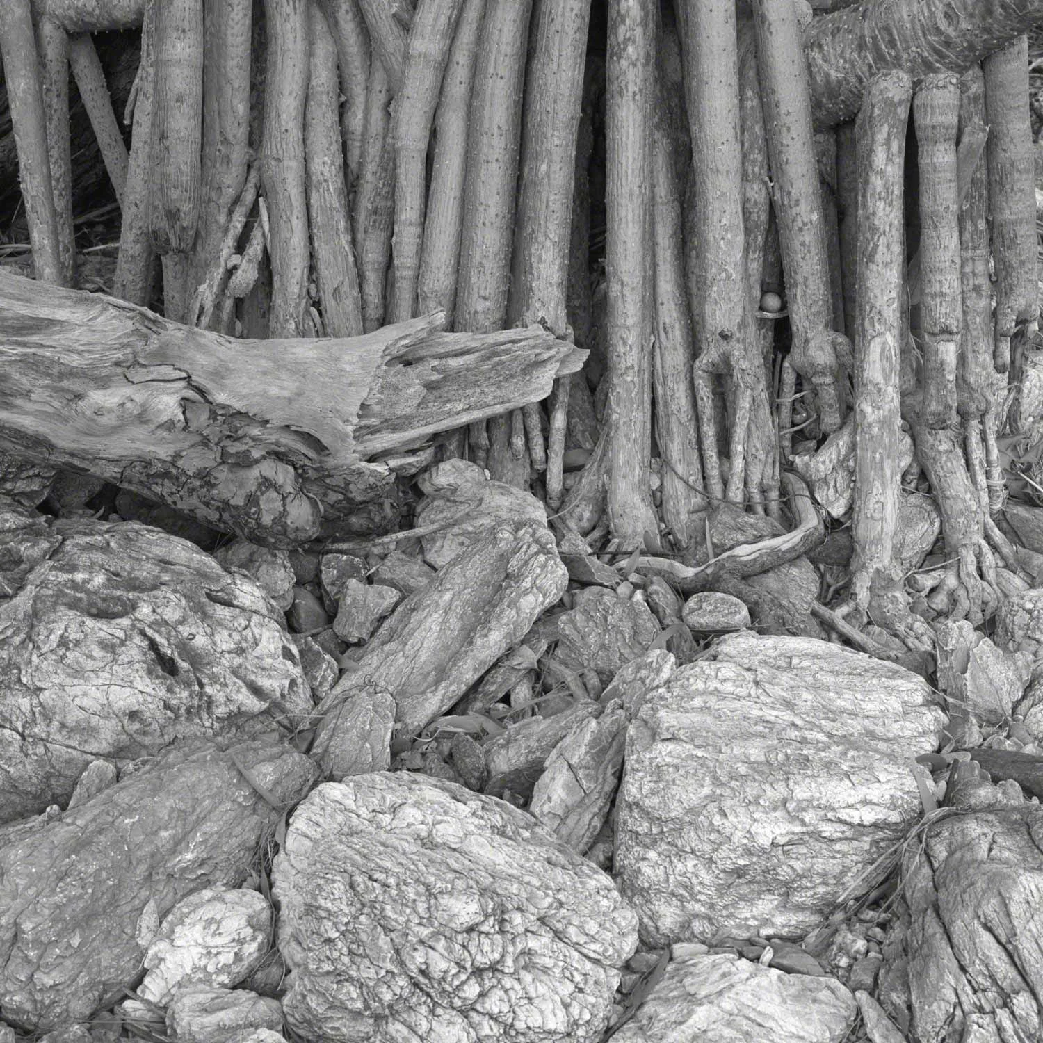 Warren-Hinder-LRCow-Bay-Air-Roots-Beach-Edgetif.jpg