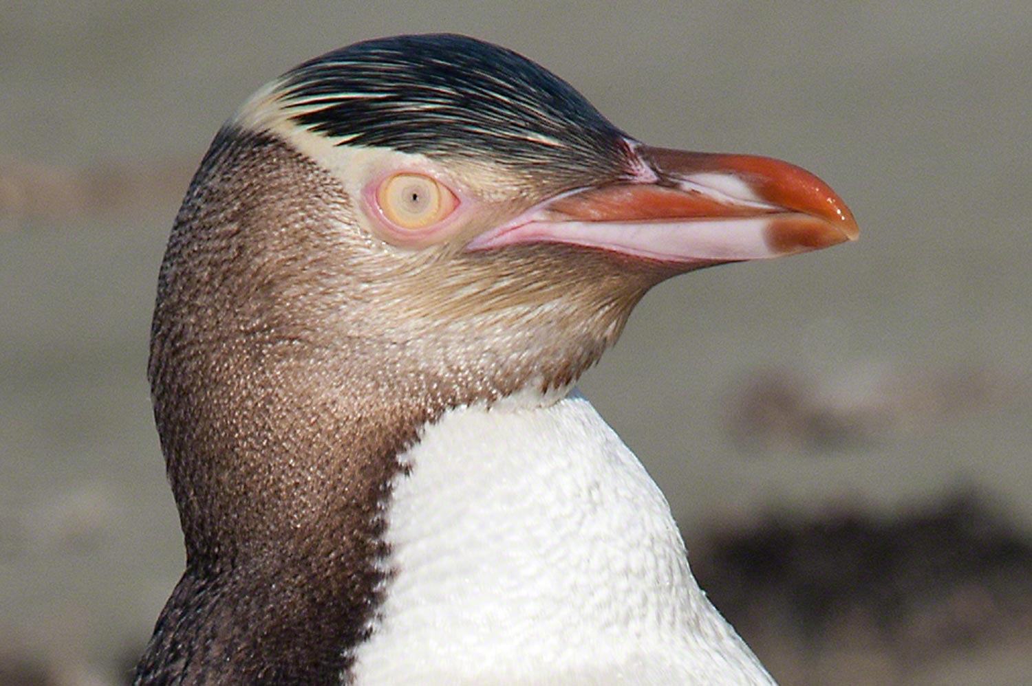 Yellow Eyed Penguin South Island