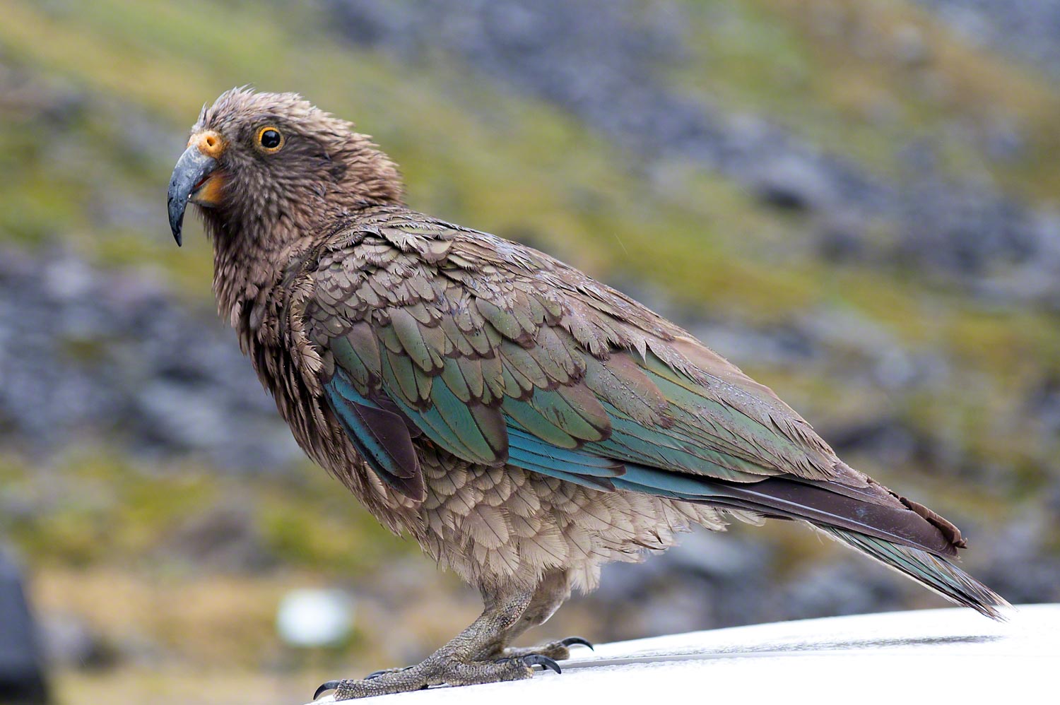 Kea South Island New Zealand