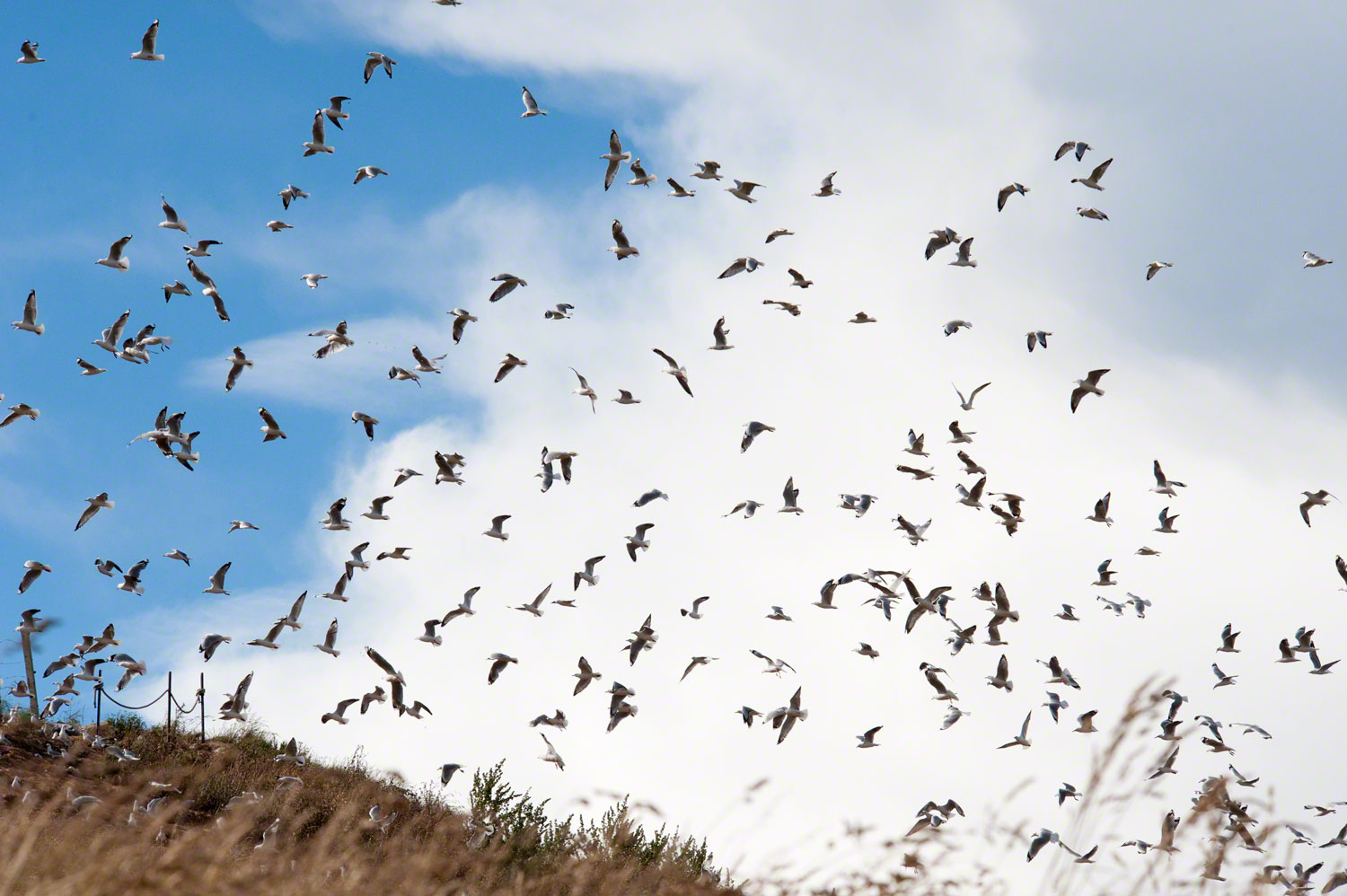 Warren-Hinder-LR-Flock-of-Gulls.jpg