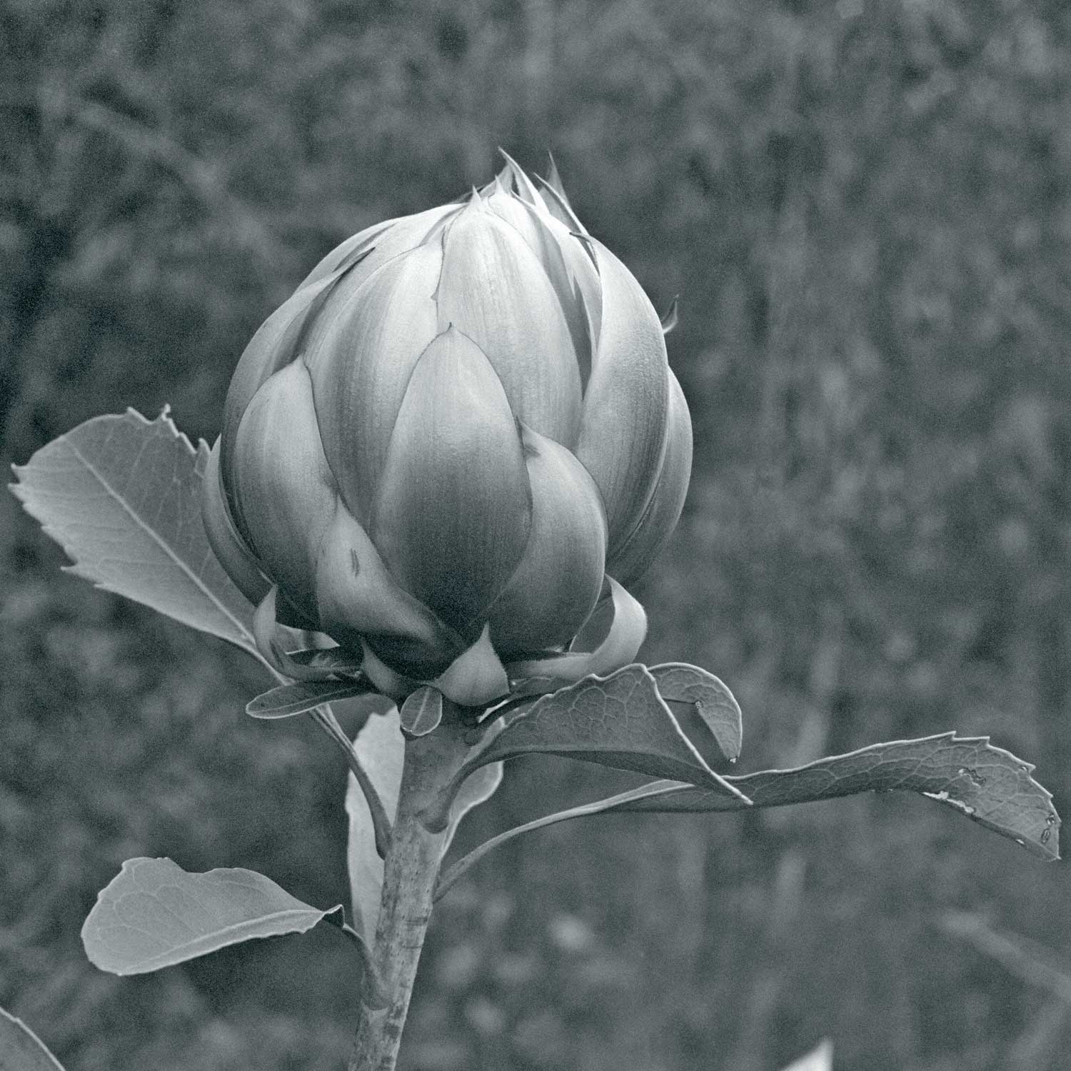 Warren-Hinder-LR-Waratah-Flower.jpg