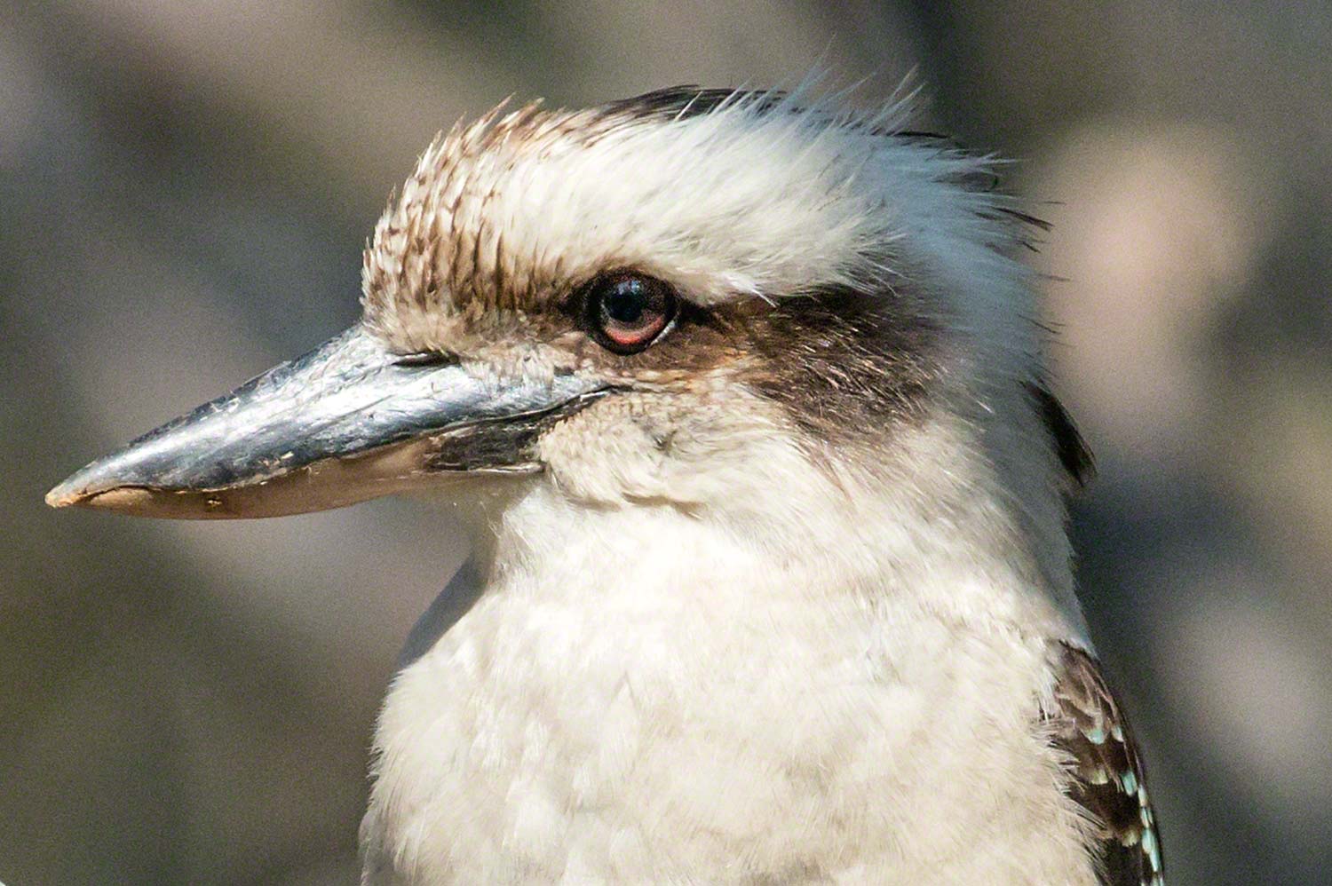 Warren-Hinder-Kooka.jpg