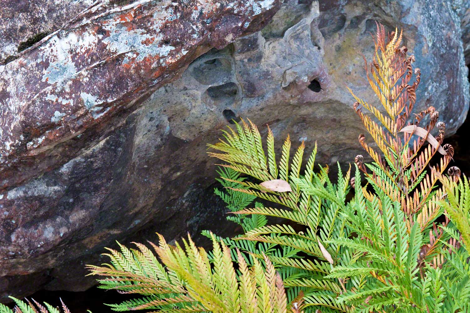 Warren-Hinder-LR-Ferns-and-Rocks-Braeside.jpg