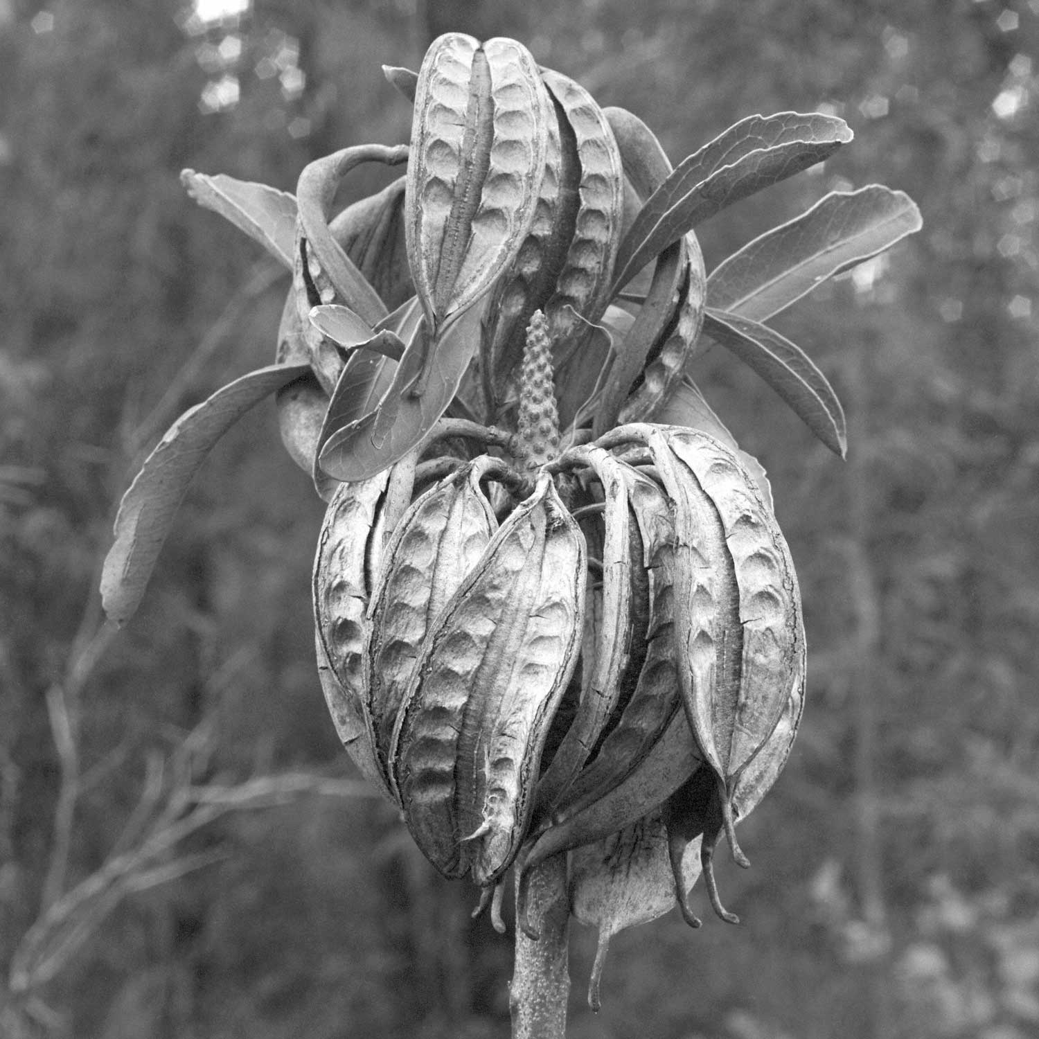 Warren-Hinder-LR-Waratah-Seed-Pods.jpg