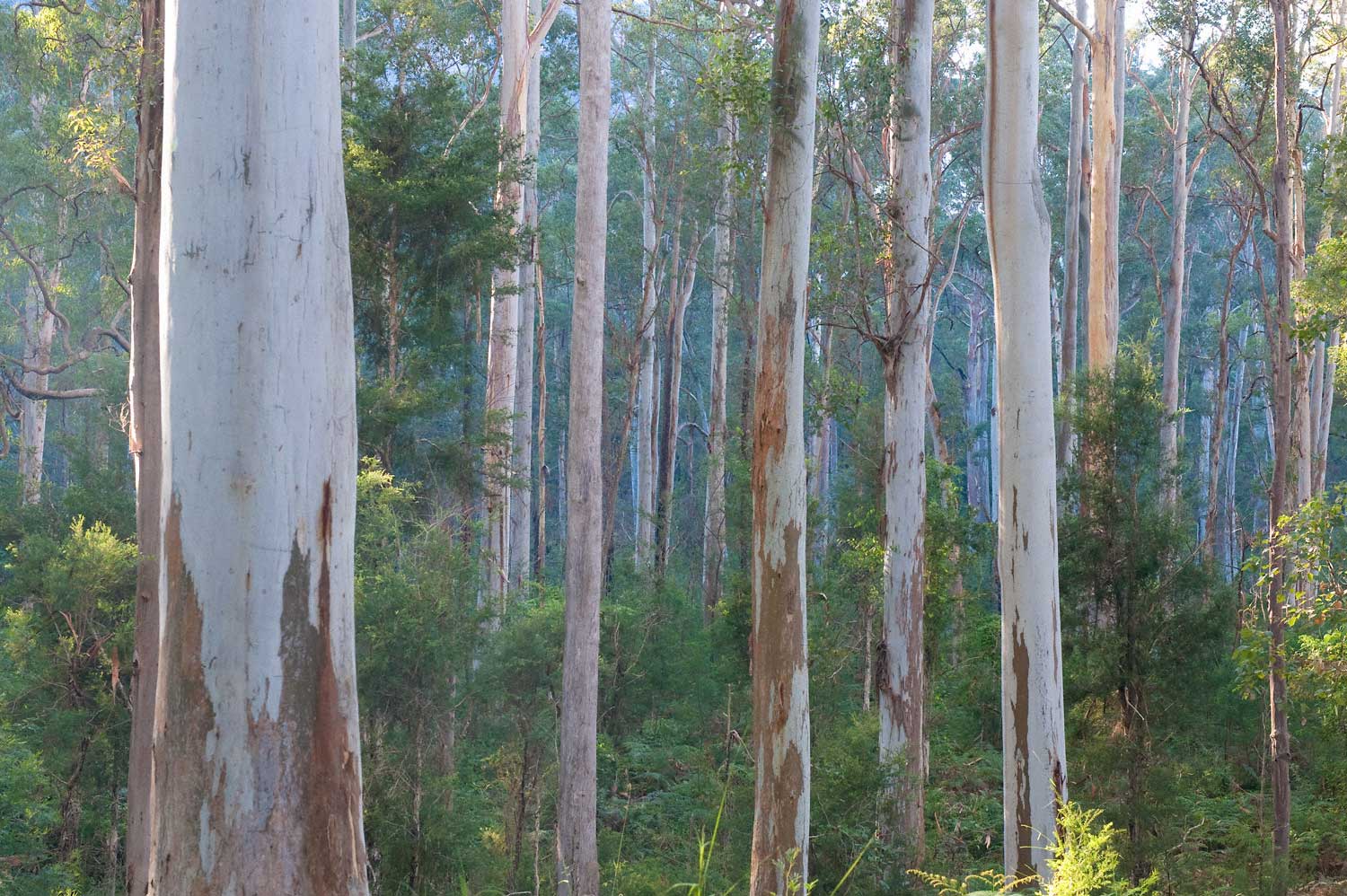 Warren-Hinder-LR-Blue-Gum-Forest-Detail-2.jpg