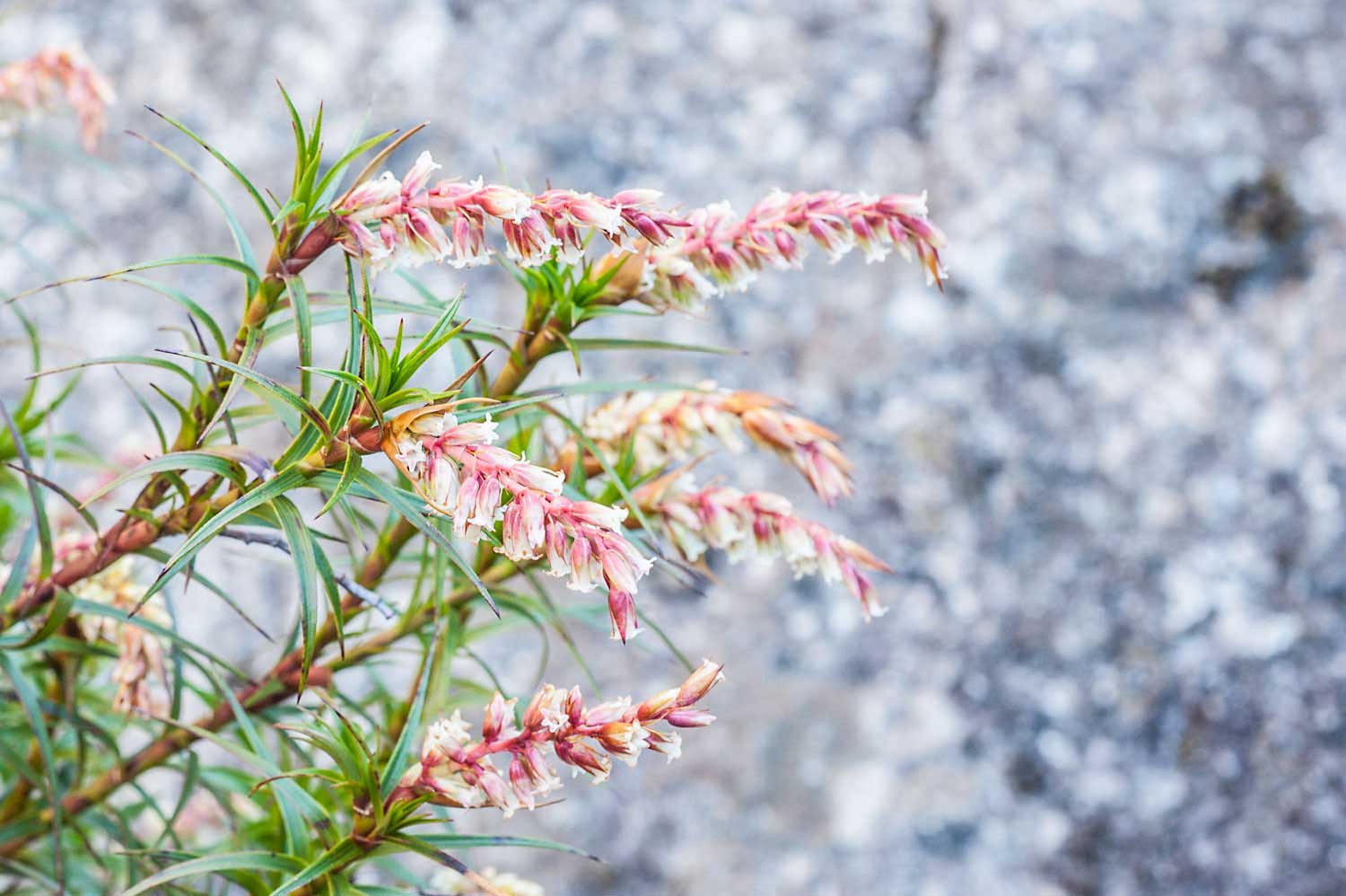 Warren-Hinder-LR-Wild-Flowers-Grand-Canyon.jpg