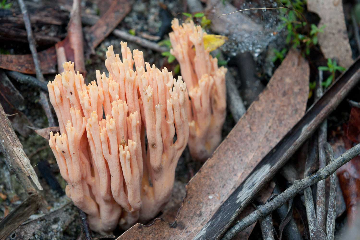 Warren-Hinder-LR-Orange-Fungi-on-Pulpit-Rock-Track_.jpg