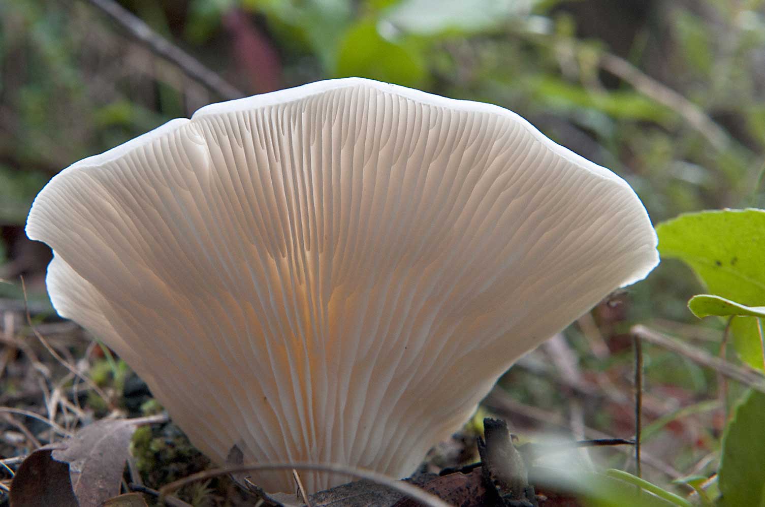 Warren-Hinder-LR-Delicate-Fungi-Pattern-on-Pulpit-Rock-Track_.jpg