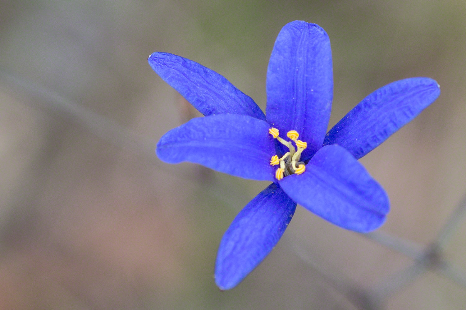 Warren-Hinder-Tufted-Blue-Lilly.jpg