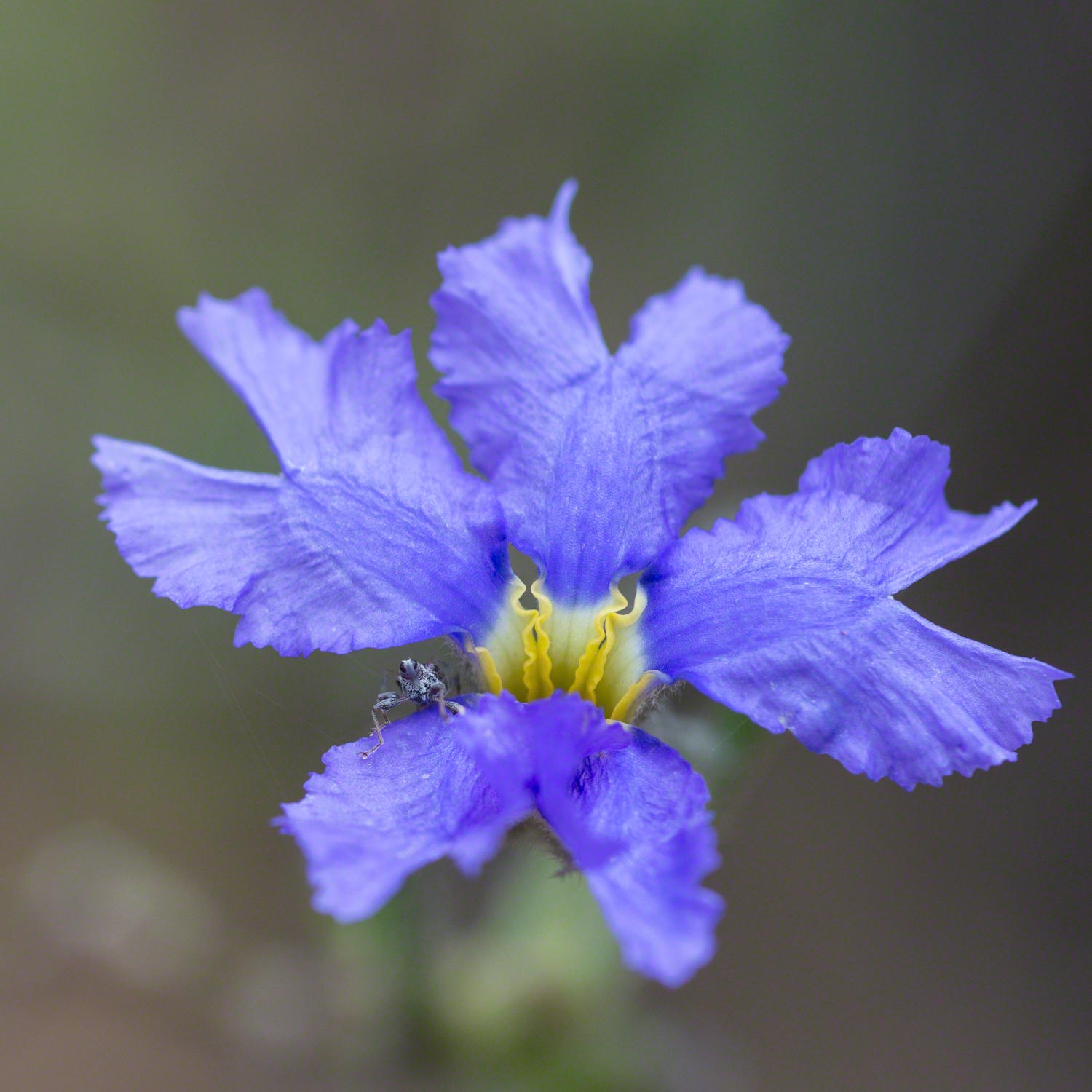 Warren-Hinder-Dampiera-stricta-with-spider.jpg