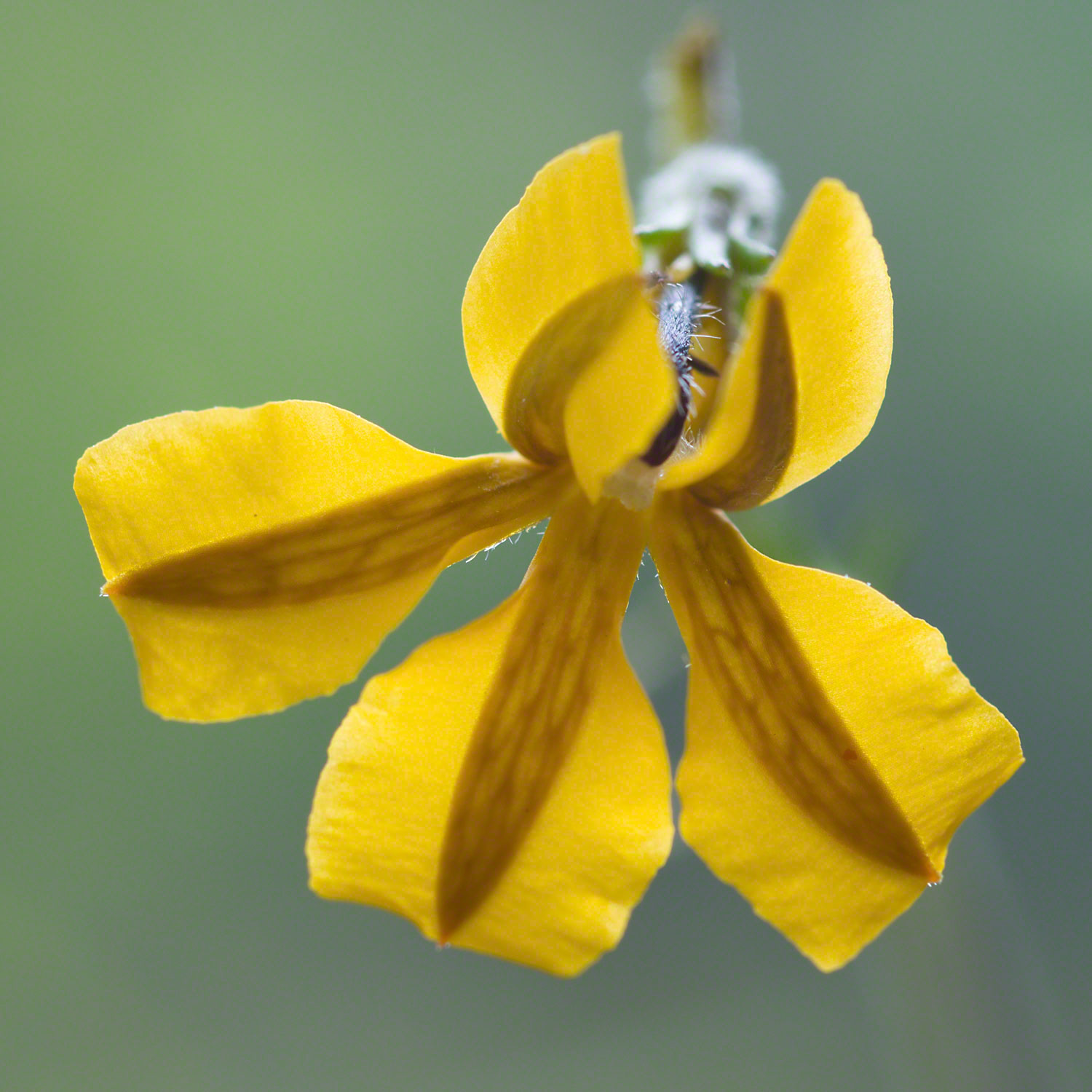 Warren-Hinder-Yellow-Flower.jpg