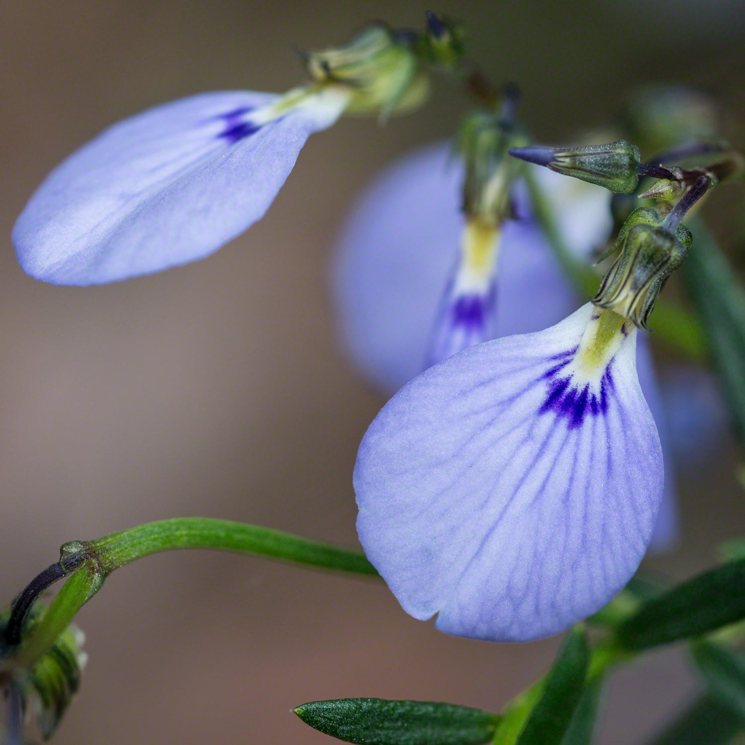 Warren-Hinder-Tiny-Native-Purple-Flower.jpg