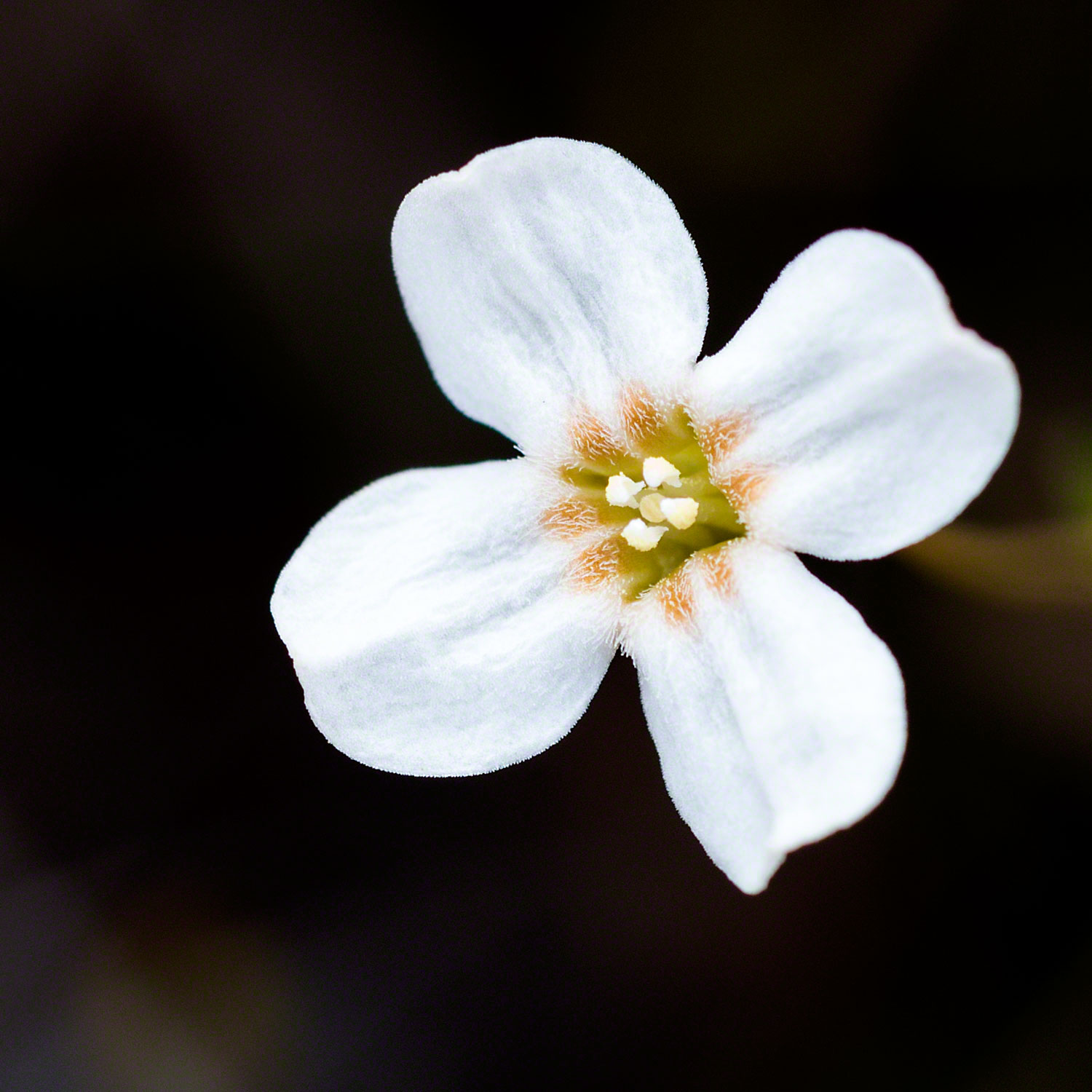 Warren-Hinder-Unknown-Beautiful-flower.jpg
