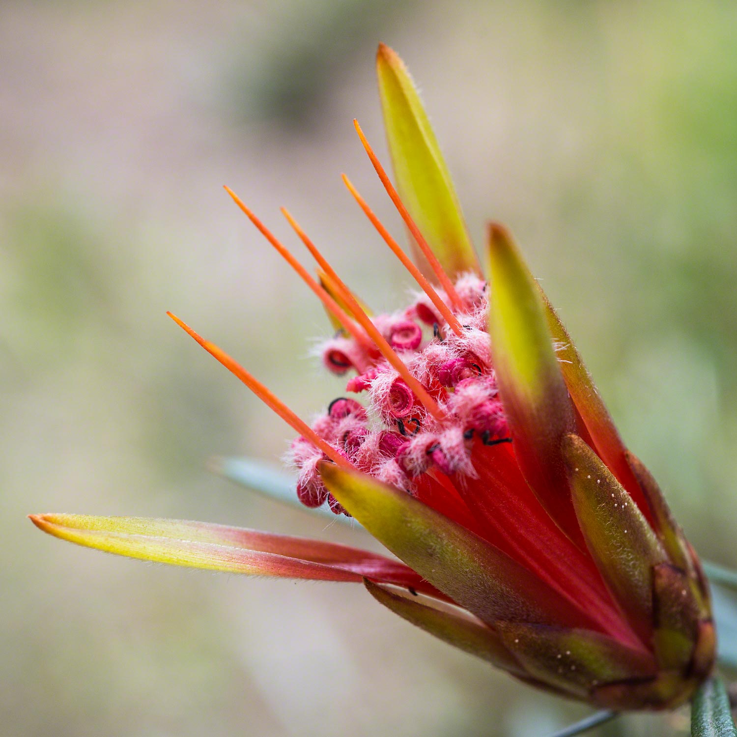 Warren-Hinder-Lambertia-formosa.jpg